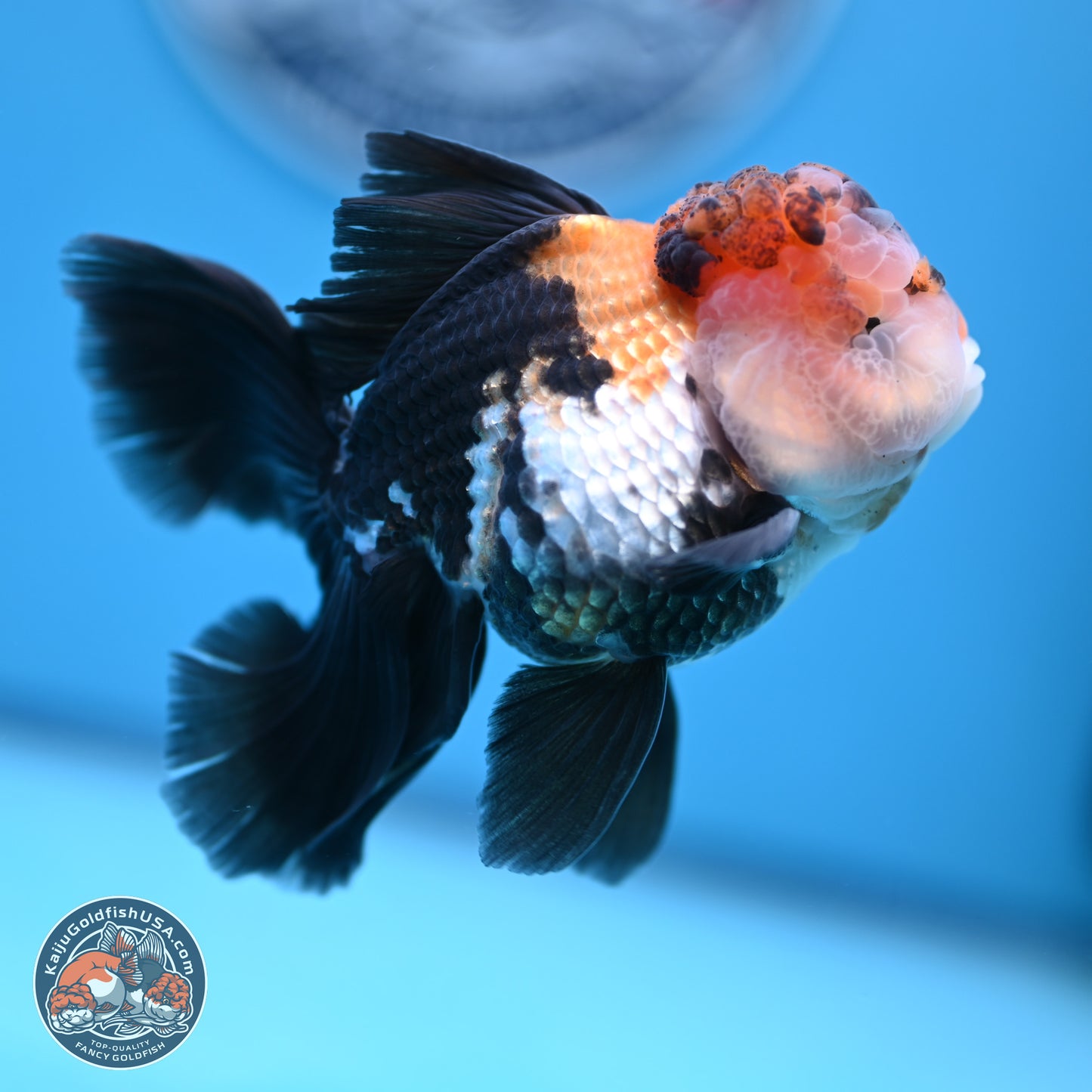 Tricolor Butterfly Tail Oranda 4.75 inches (241018_OR30) - Kaiju Goldfish USA