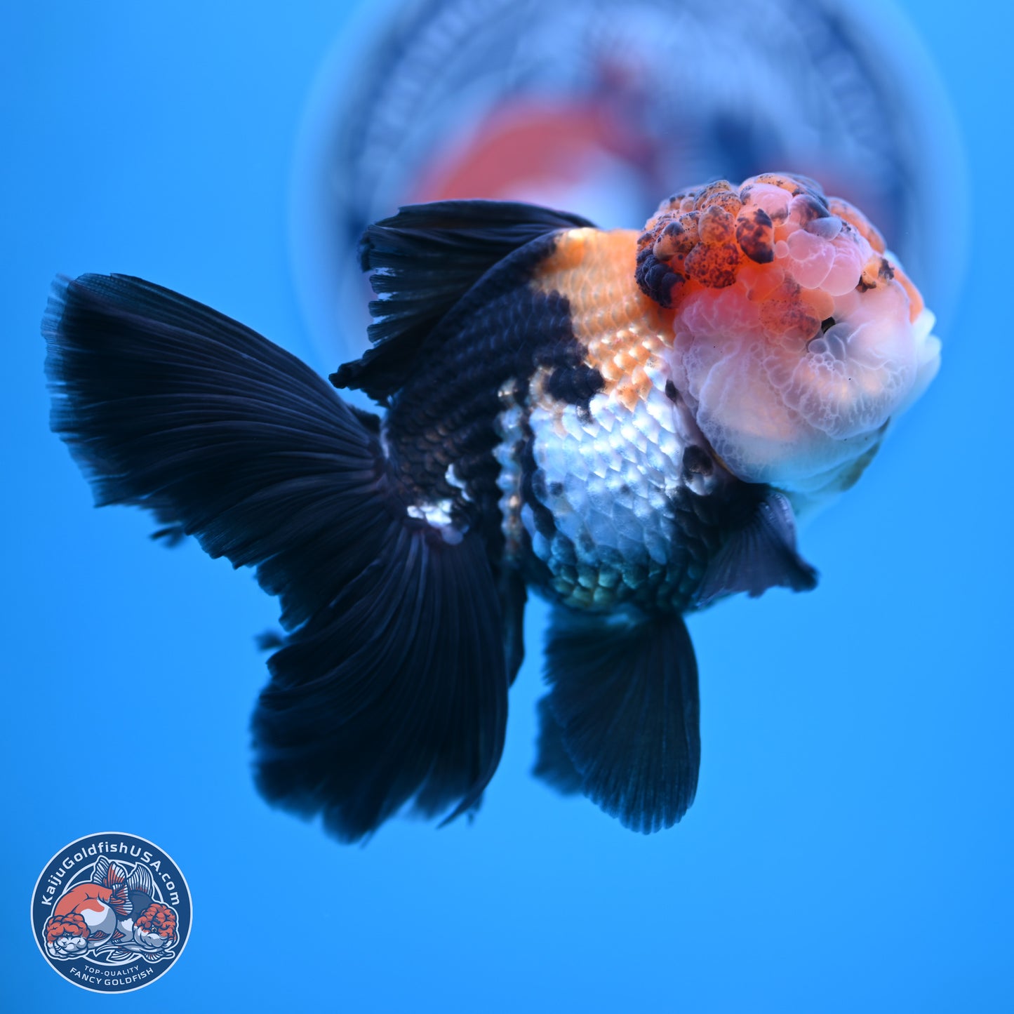 Tricolor Butterfly Tail Oranda 4.75 inches (241018_OR30) - Kaiju Goldfish USA