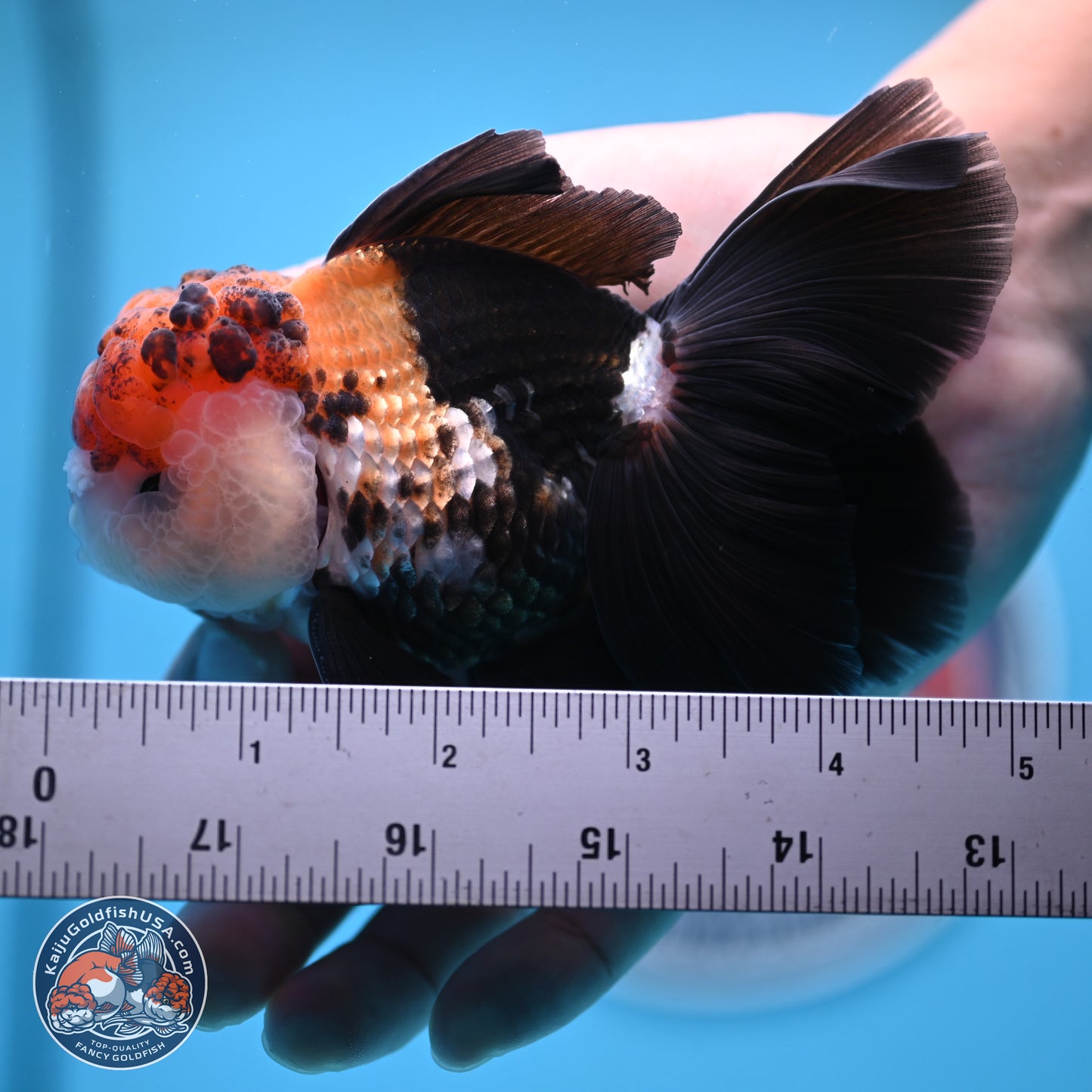 Tricolor Butterfly Tail Oranda 4.75 inches (241018_OR30) - Kaiju Goldfish USA