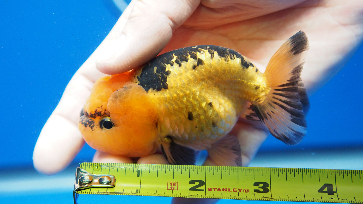 Apache Ranchu 3.5- 4 inches (1115_02_RC06) - Kaiju Goldfish USA