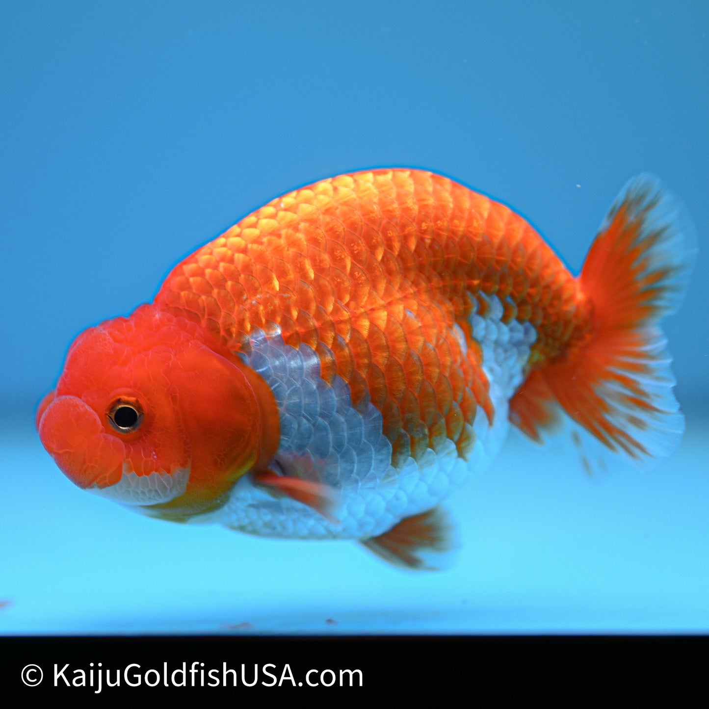 Red White Buffalo Ranchu 4in Body (240614_RC01) - Kaiju Goldfish USA