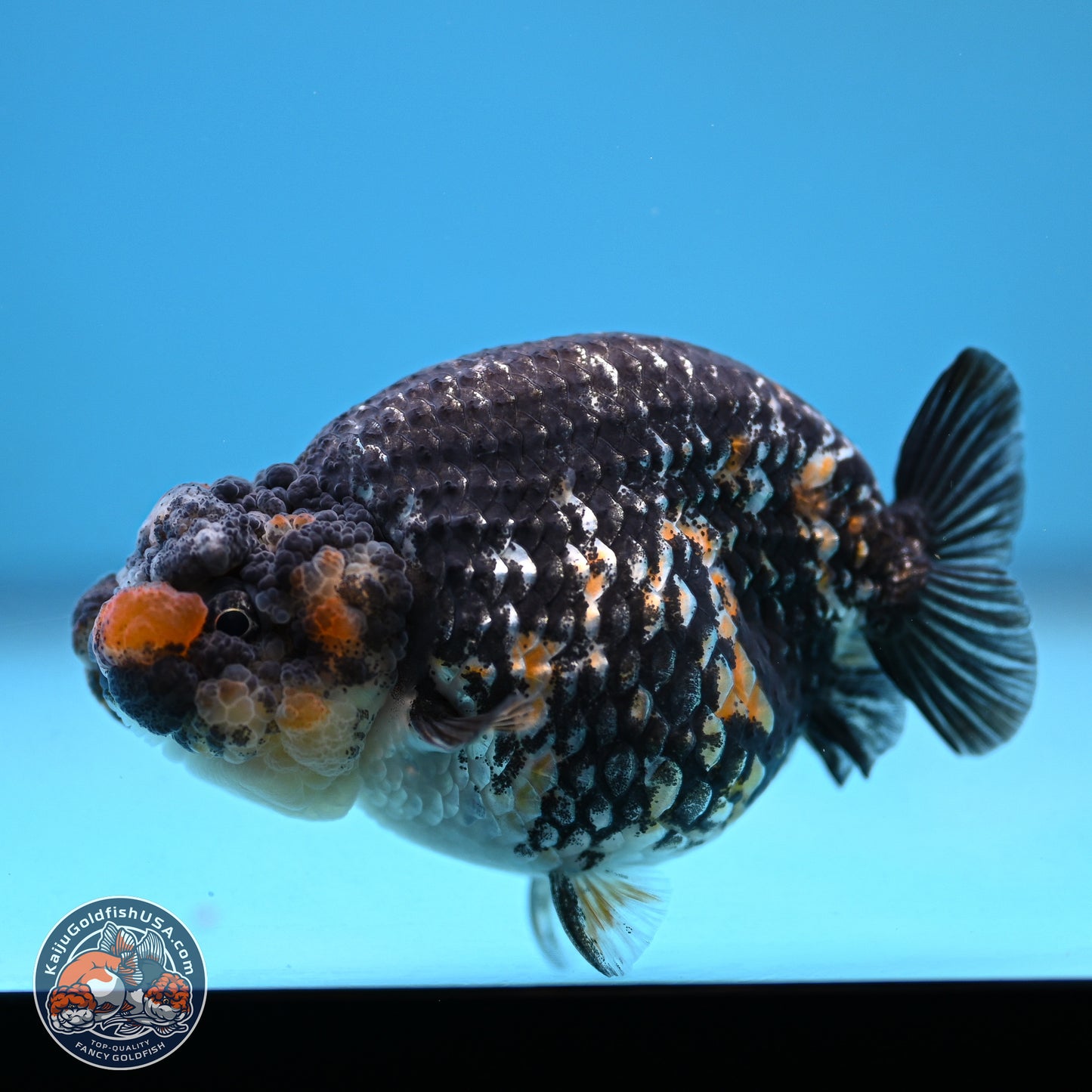 Tricolor Heavy Ink Tiger Ranchu 4 inches (241018_RC01) - Kaiju Goldfish USA