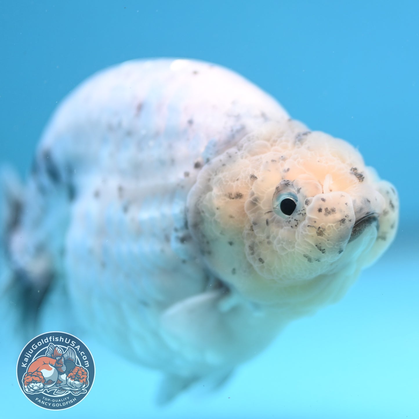 Granite Ranchu 4.5 inch Body (250926_RC01)