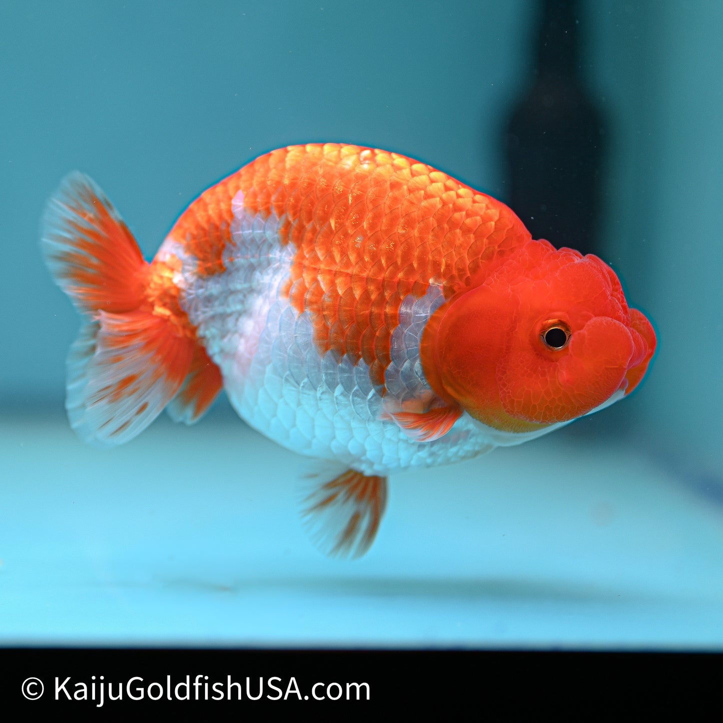 Red White Buffalo Ranchu 4in Body (240614_RC01) - Kaiju Goldfish USA