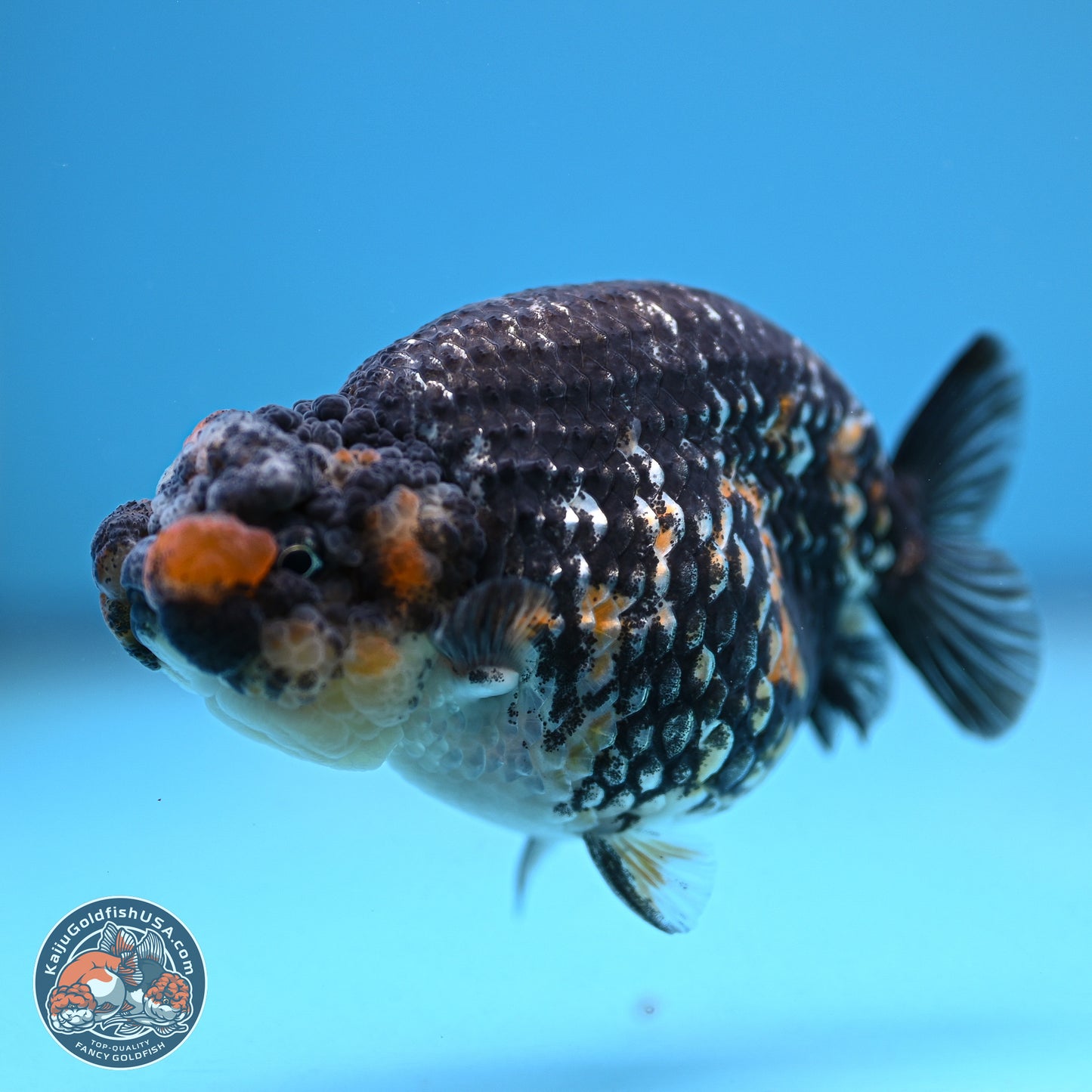 Tricolor Heavy Ink Tiger Ranchu 4 inches (241018_RC01) - Kaiju Goldfish USA