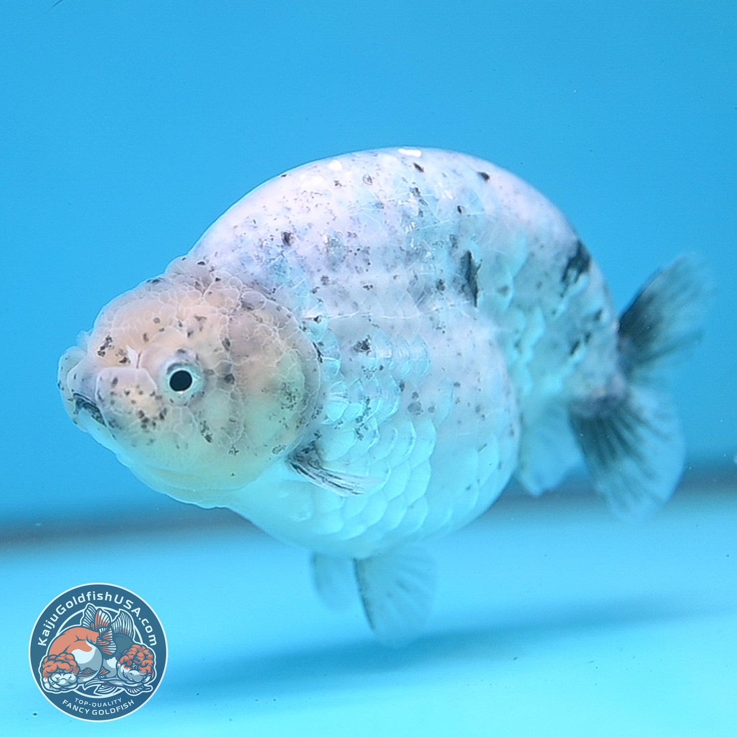 Granite Ranchu 4.5 inch Body (250926_RC01)