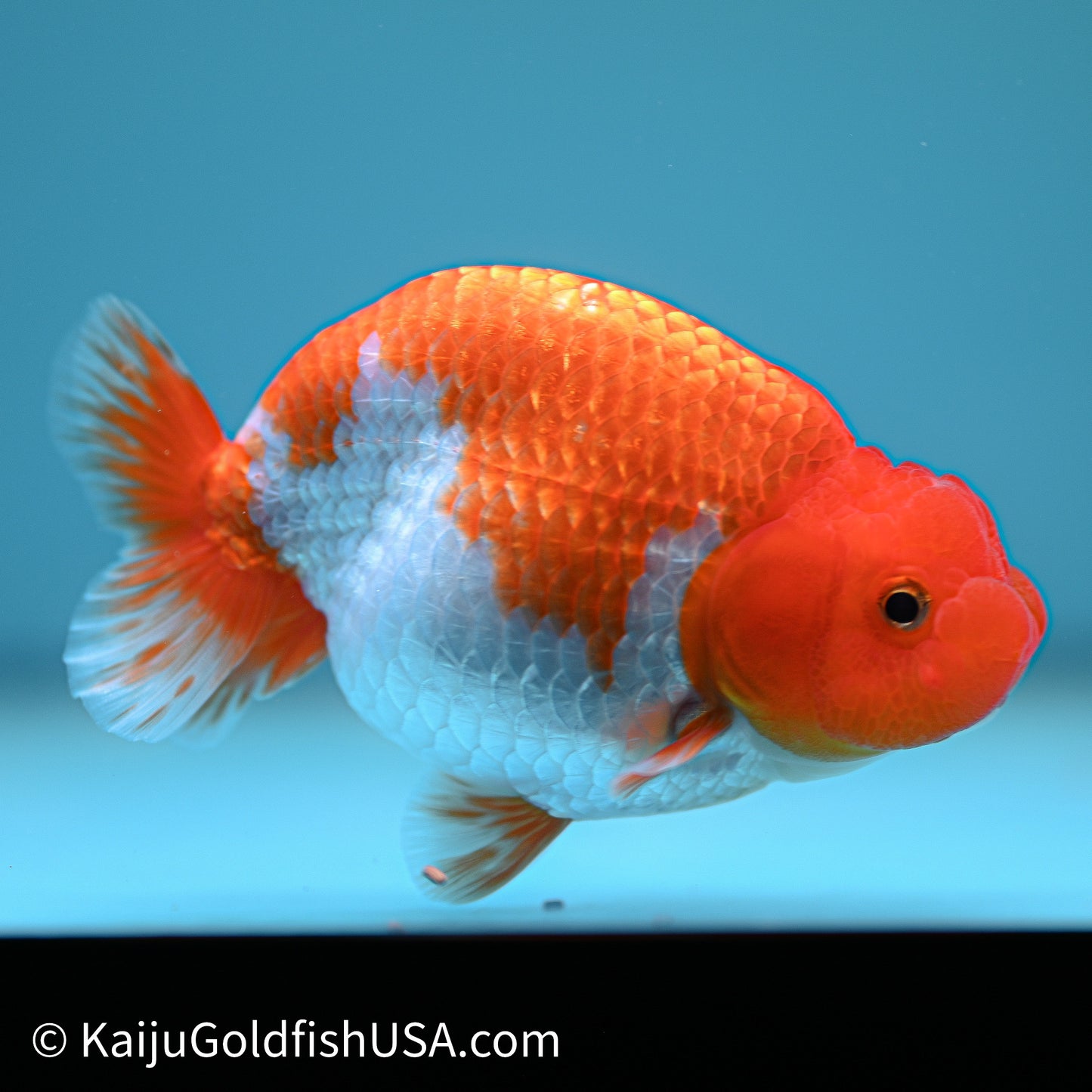 Red White Buffalo Ranchu 4in Body (240614_RC01) - Kaiju Goldfish USA