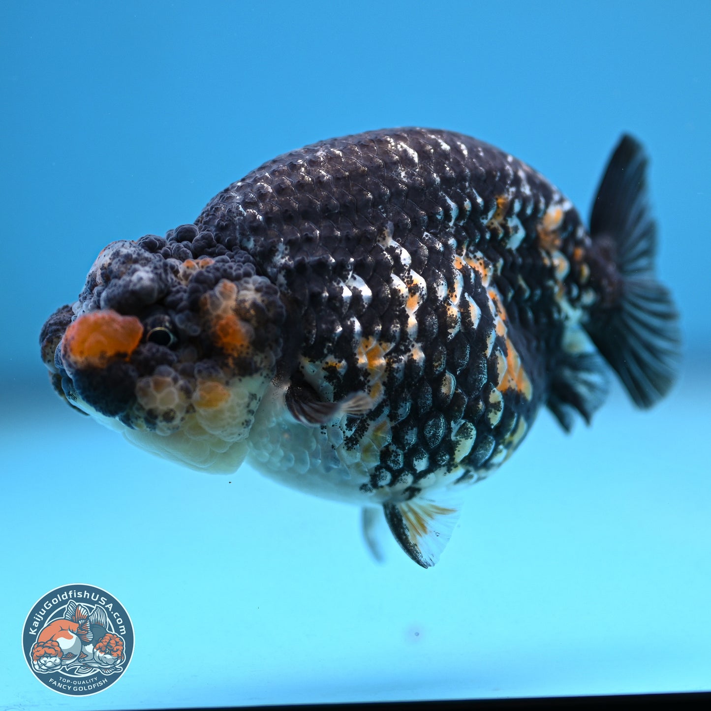 Tricolor Heavy Ink Tiger Ranchu 4 inches (241018_RC01) - Kaiju Goldfish USA