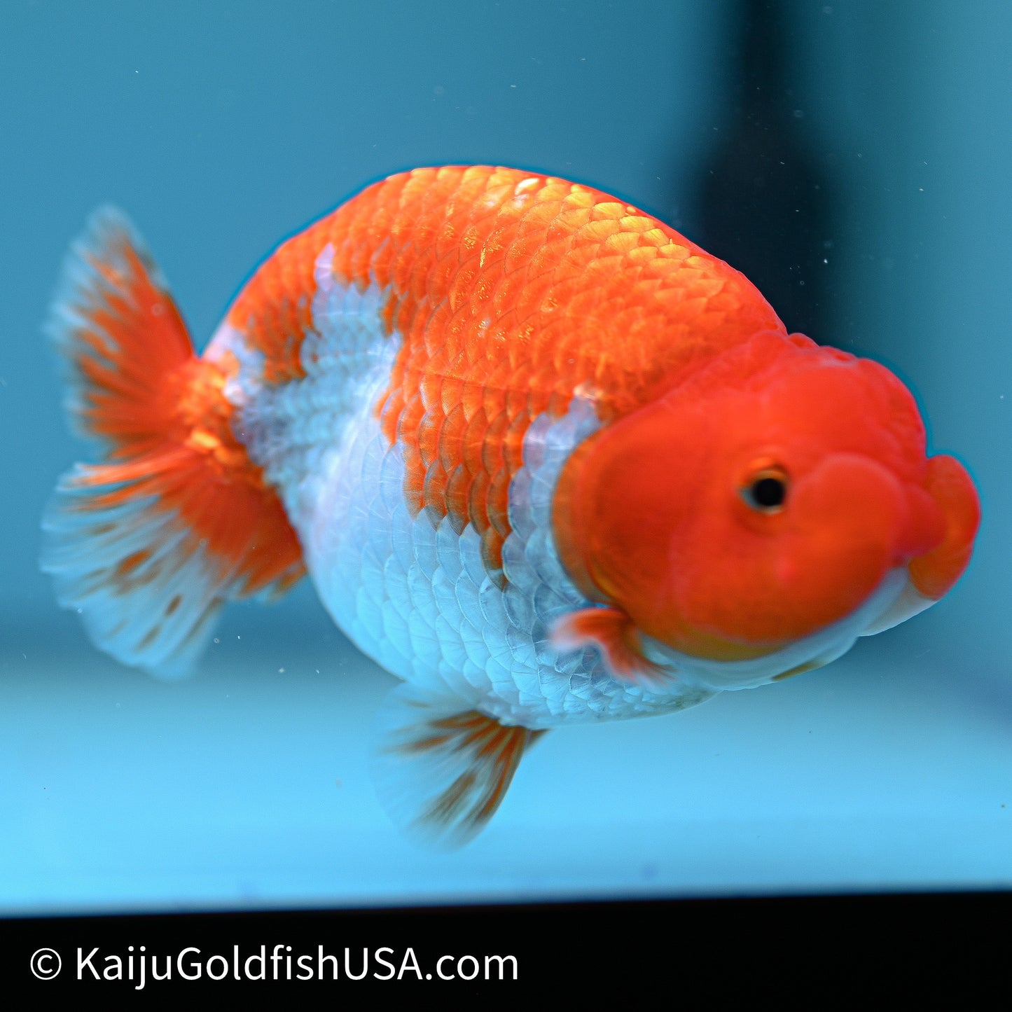 Red White Buffalo Ranchu 4in Body (240614_RC01) - Kaiju Goldfish USA