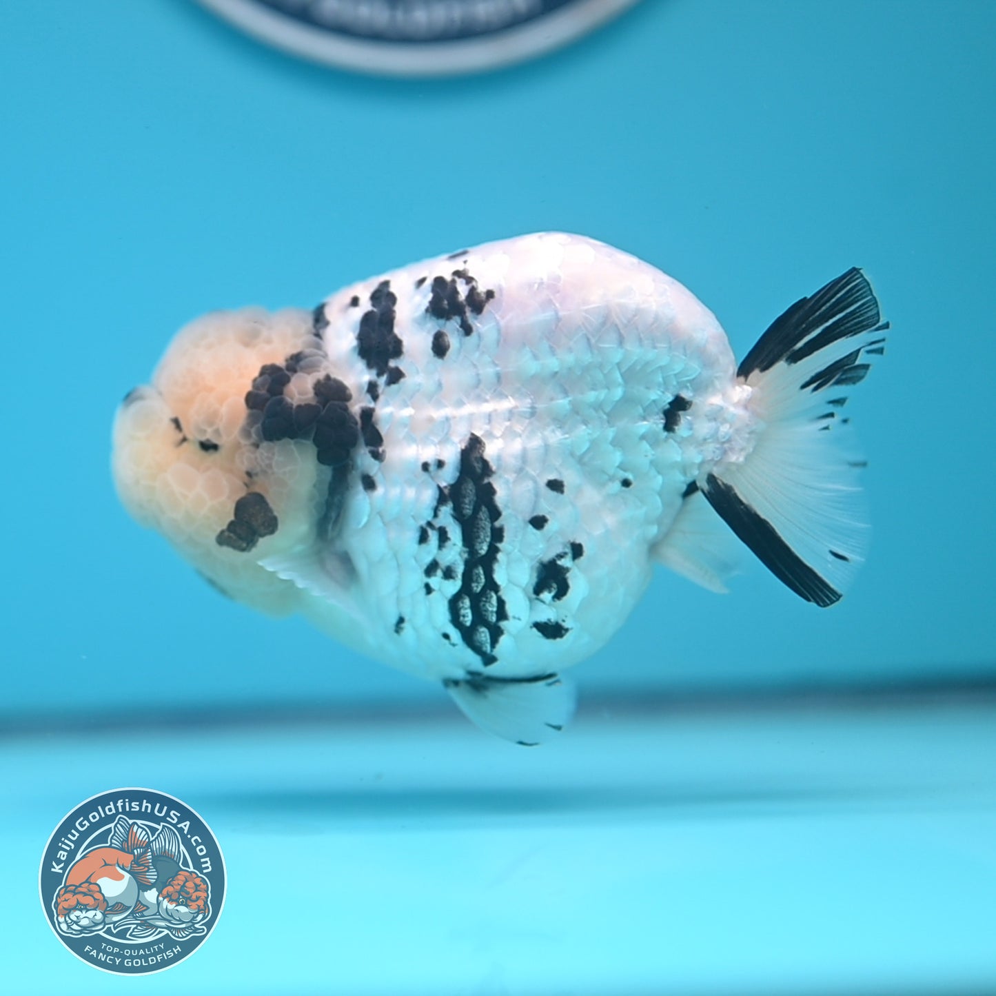 Panda Ranchu 4.25 inches Body (250530_RC01)