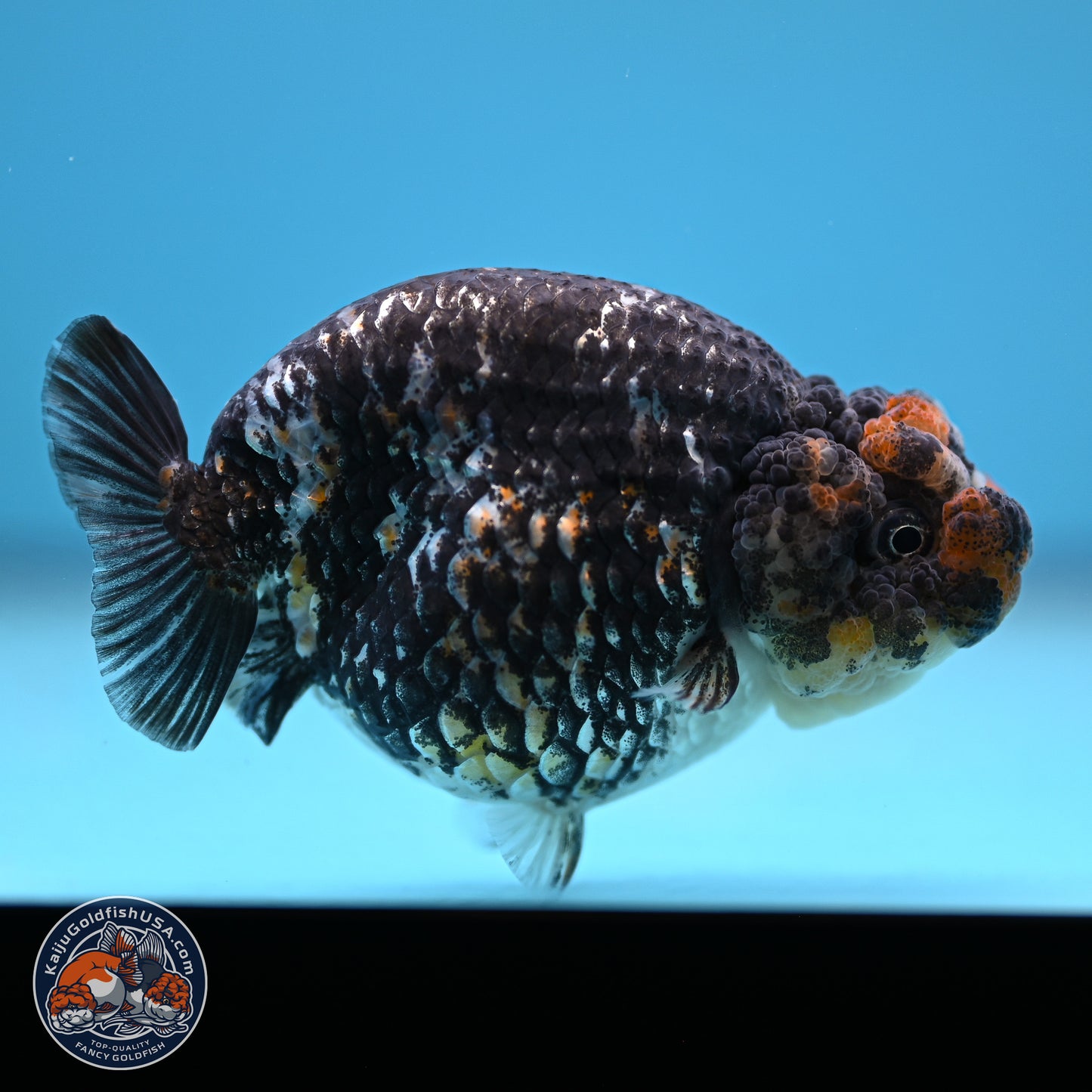 Tricolor Heavy Ink Tiger Ranchu 4 inches (241018_RC01) - Kaiju Goldfish USA
