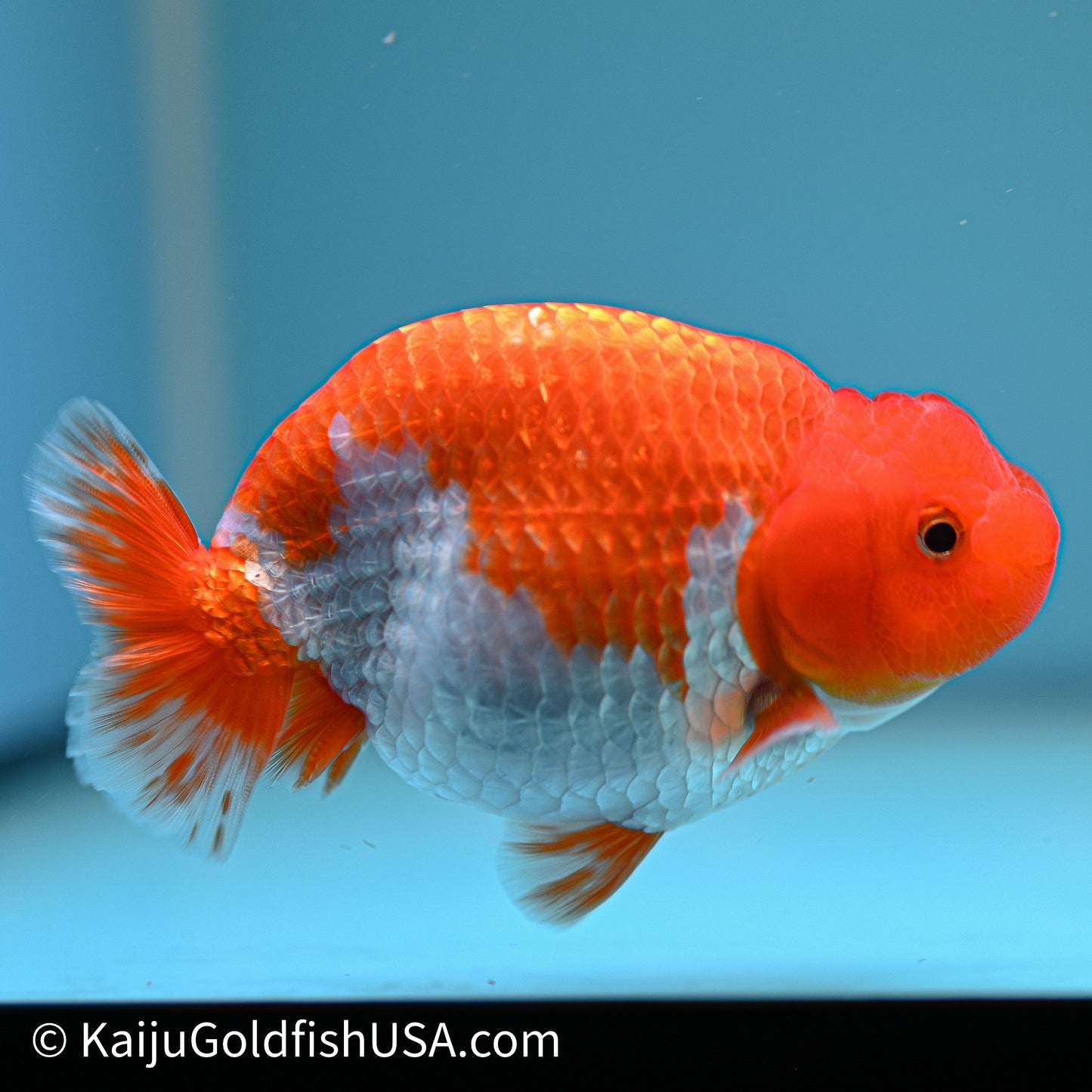 Red White Buffalo Ranchu 4in Body (240614_RC01) - Kaiju Goldfish USA