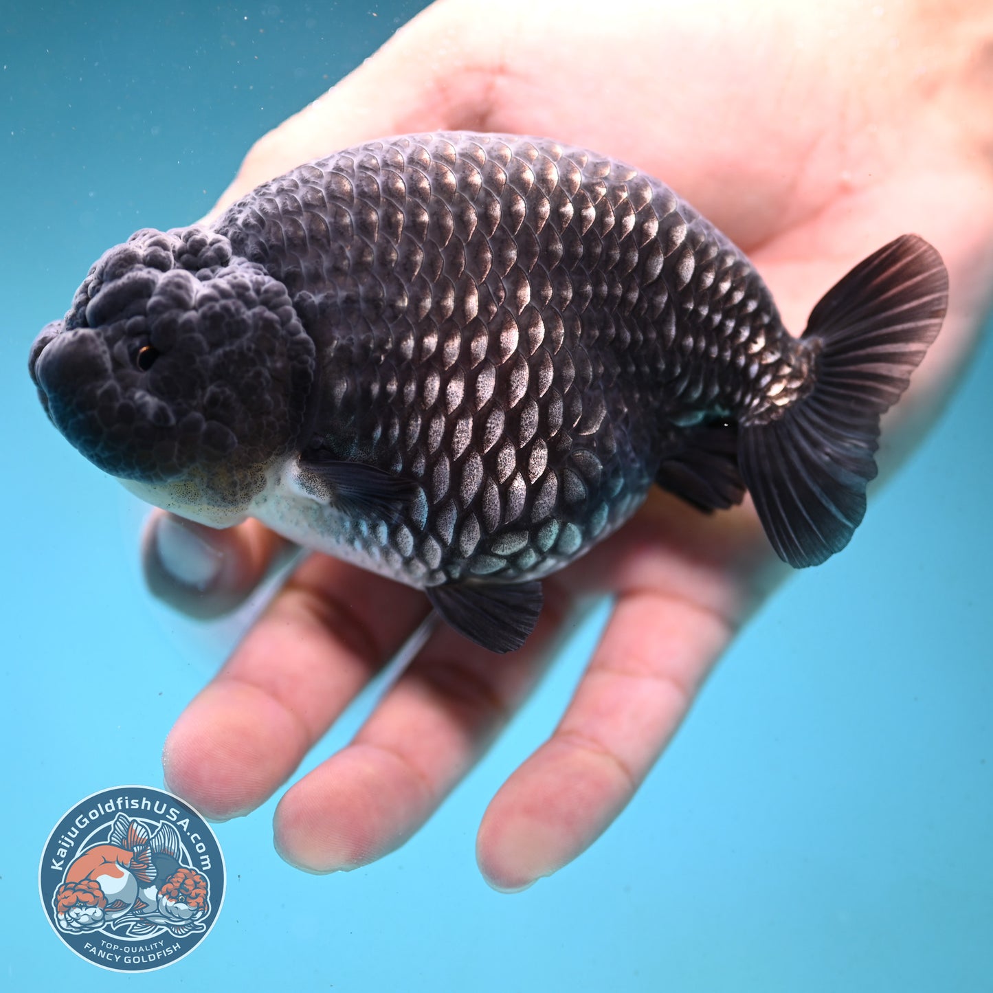 Platinum Ranchu 4.5 inch Body (251003_RC01)