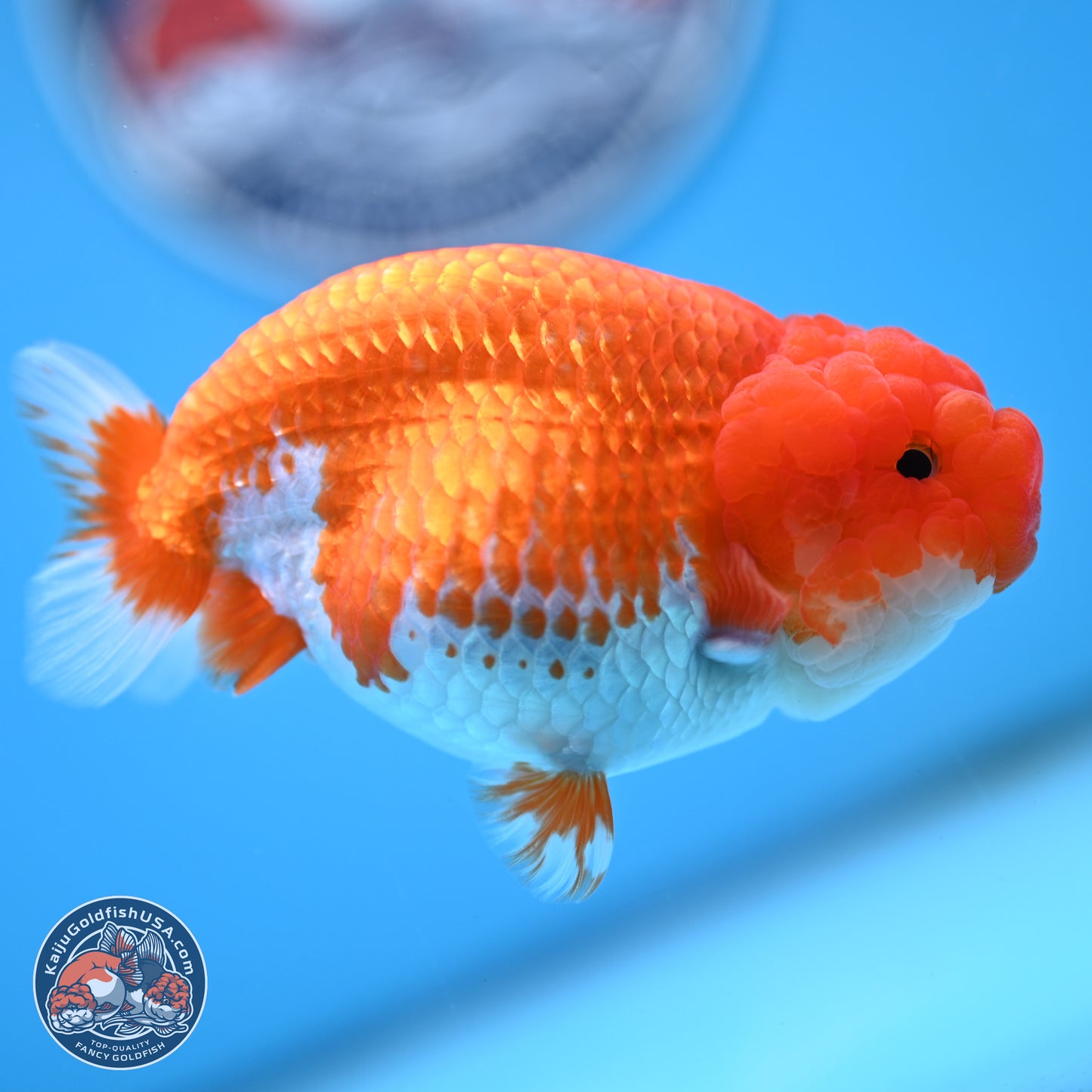 Red White Buffalo Ranchu 4.5 inches Body - Female (250404_RC01)