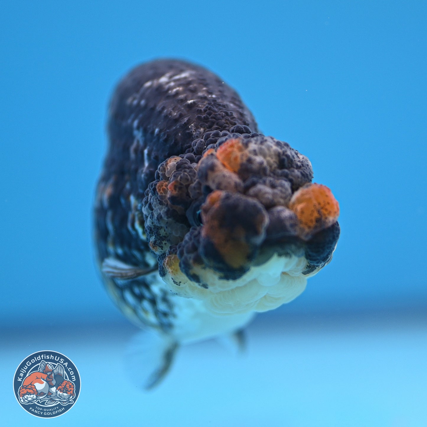 Tricolor Heavy Ink Tiger Ranchu 4 inches (241018_RC01) - Kaiju Goldfish USA