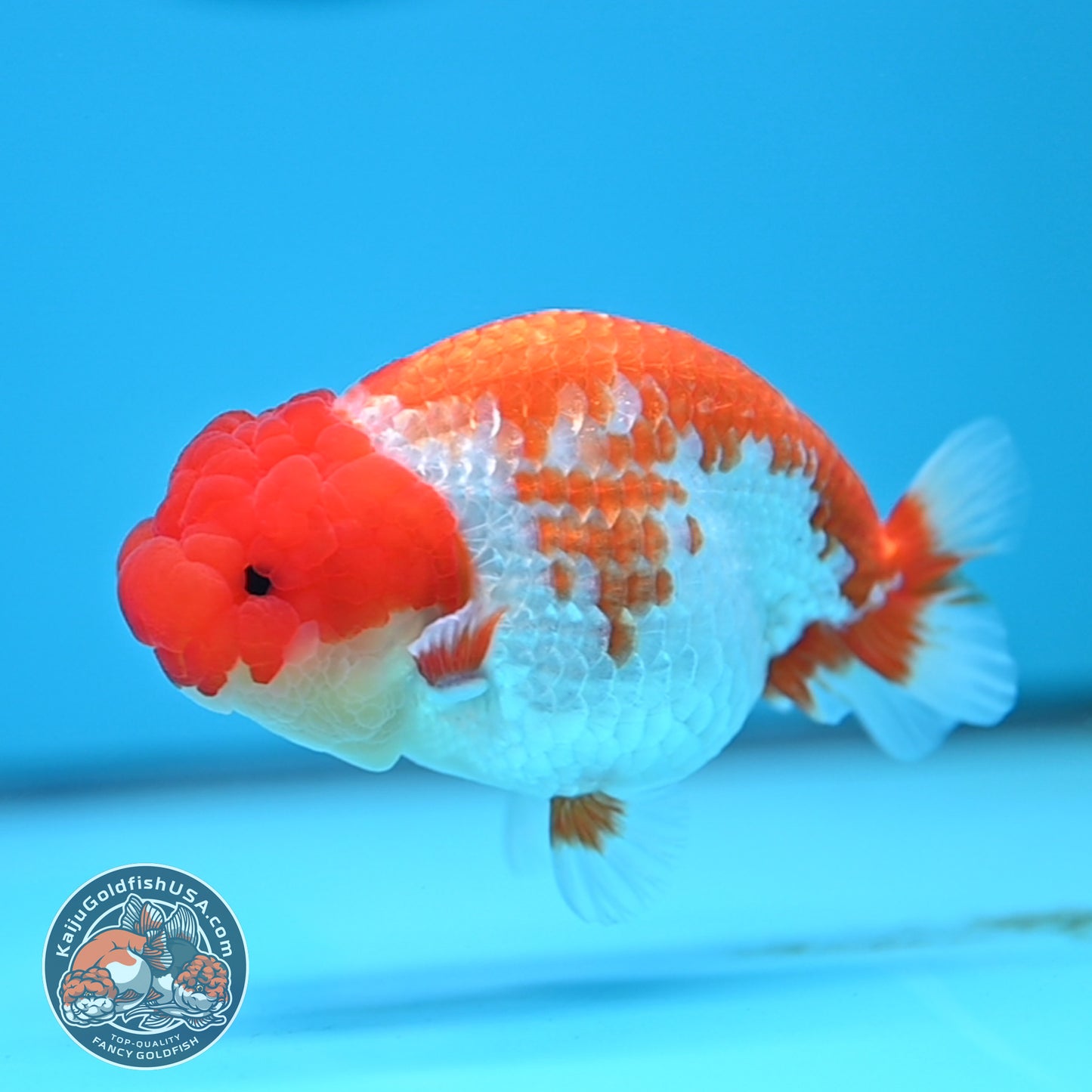 Red White Buffalo Ranchu 4 inches Body (250516_RC01)