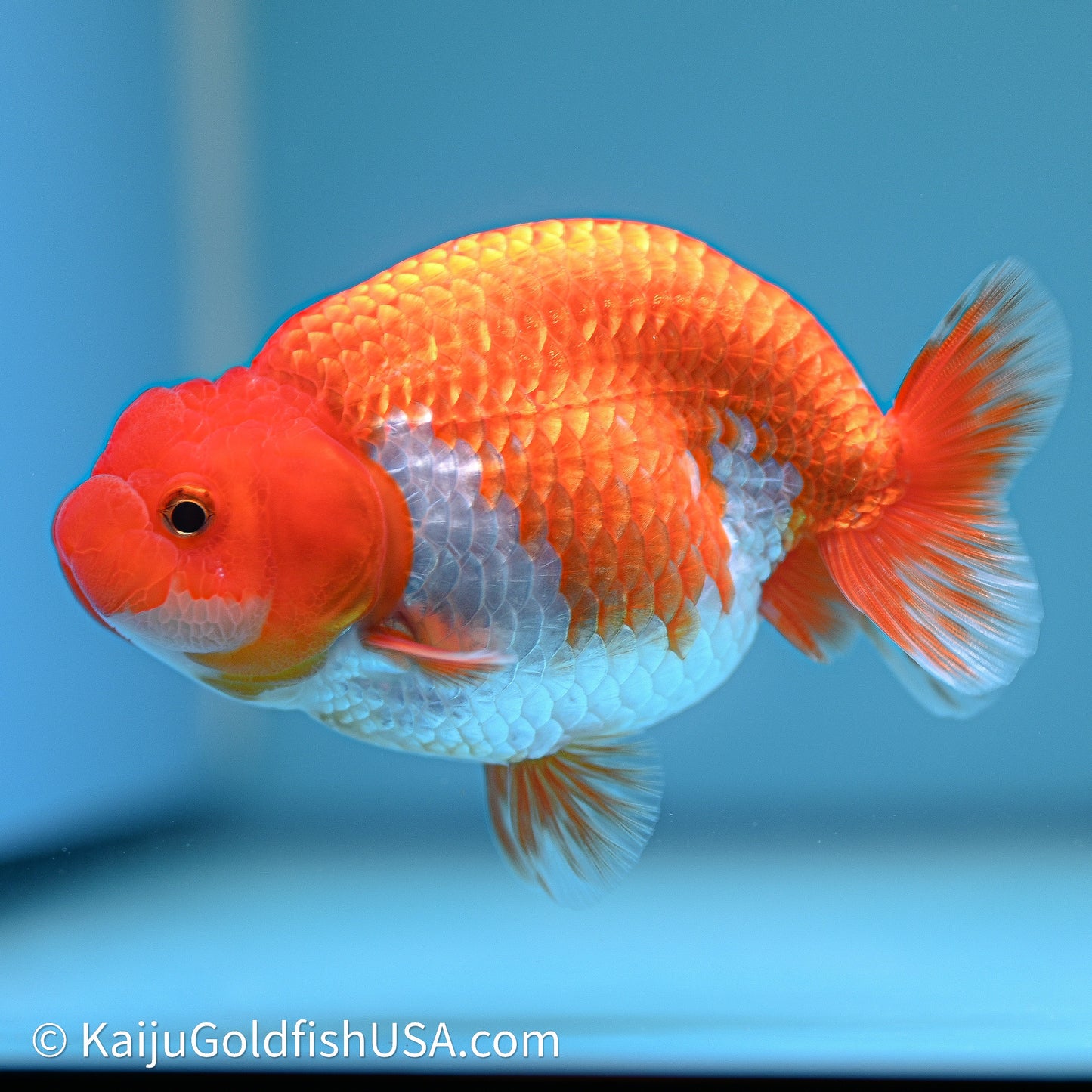 Red White Buffalo Ranchu 4in Body (240614_RC01) - Kaiju Goldfish USA