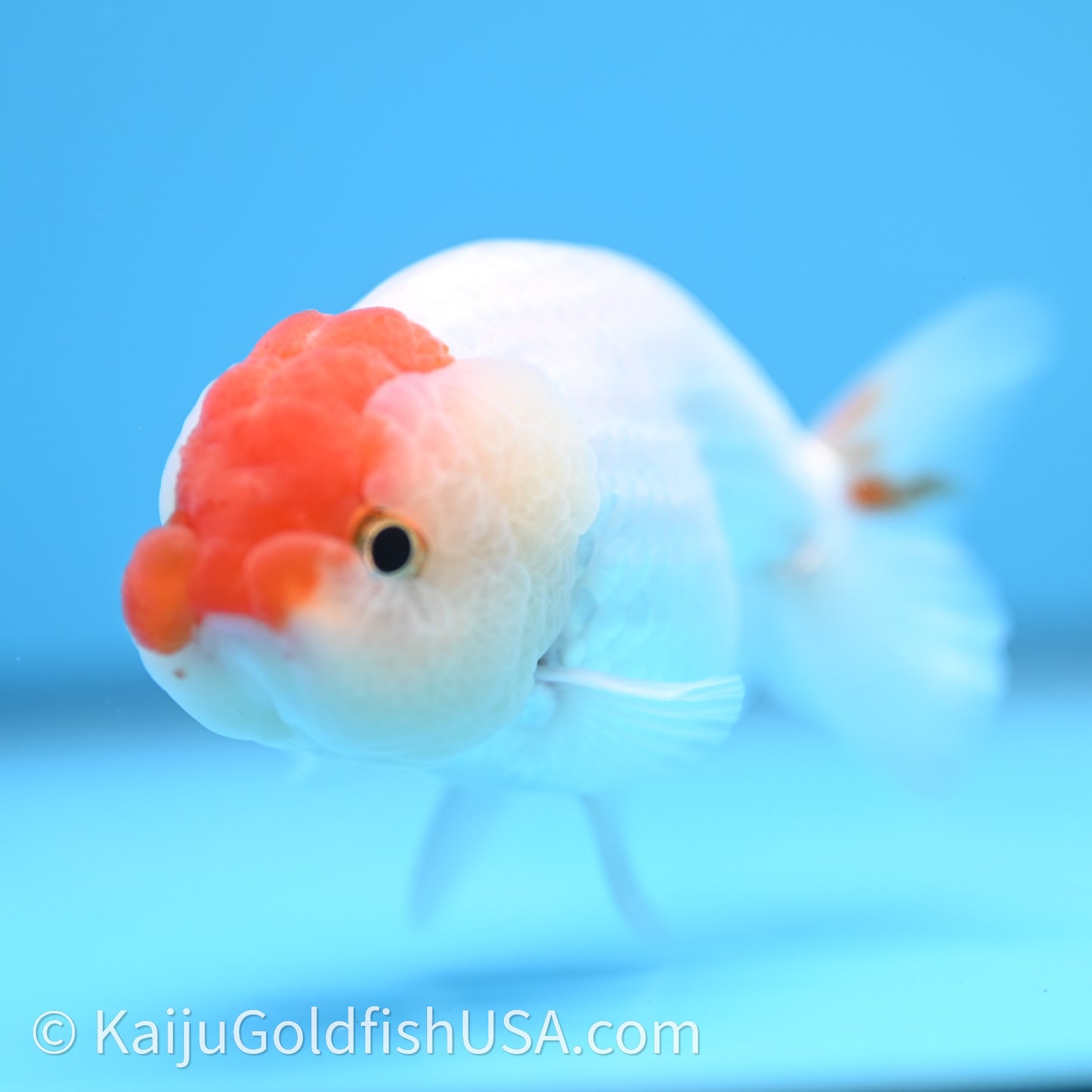Red White Lionchu 3.5in body (240726_RC01) - Kaiju Goldfish USA