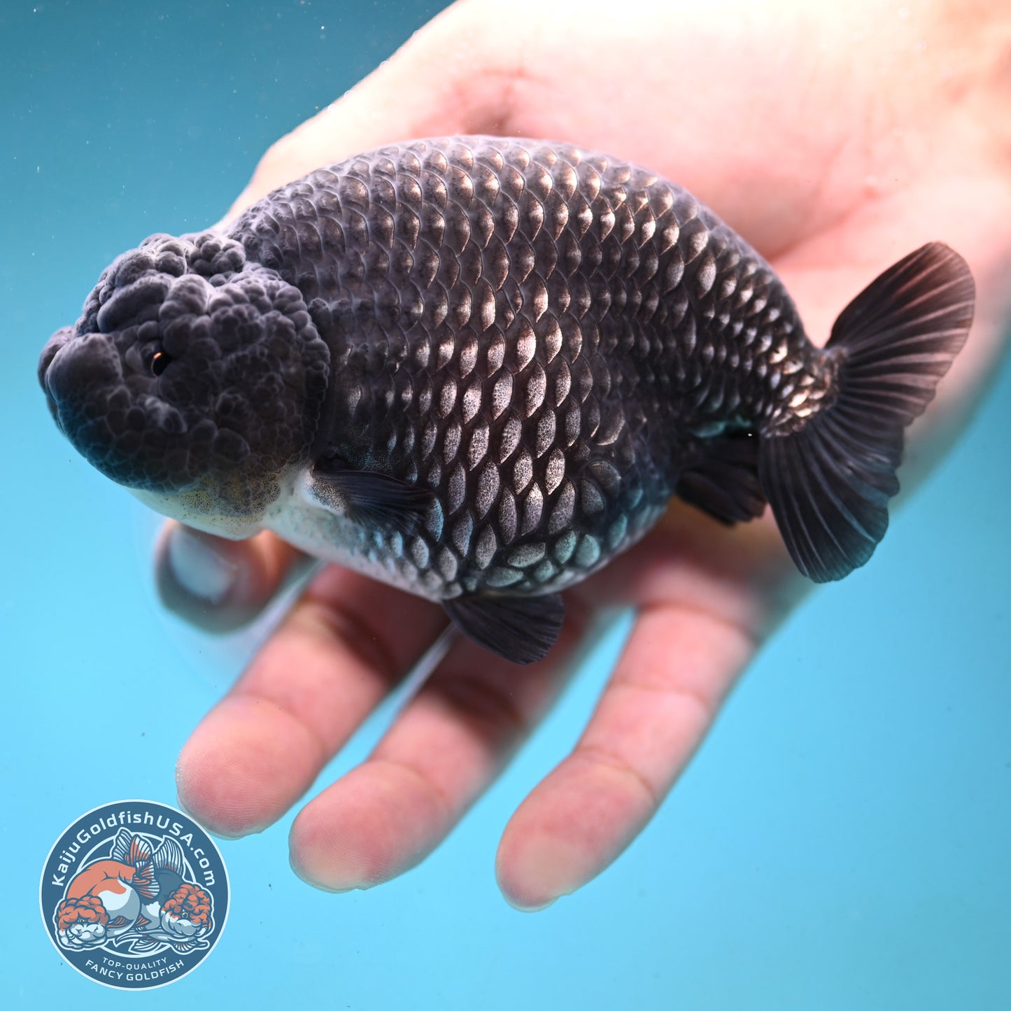 Platinum Ranchu 4.5 inch Body (251003_RC01)