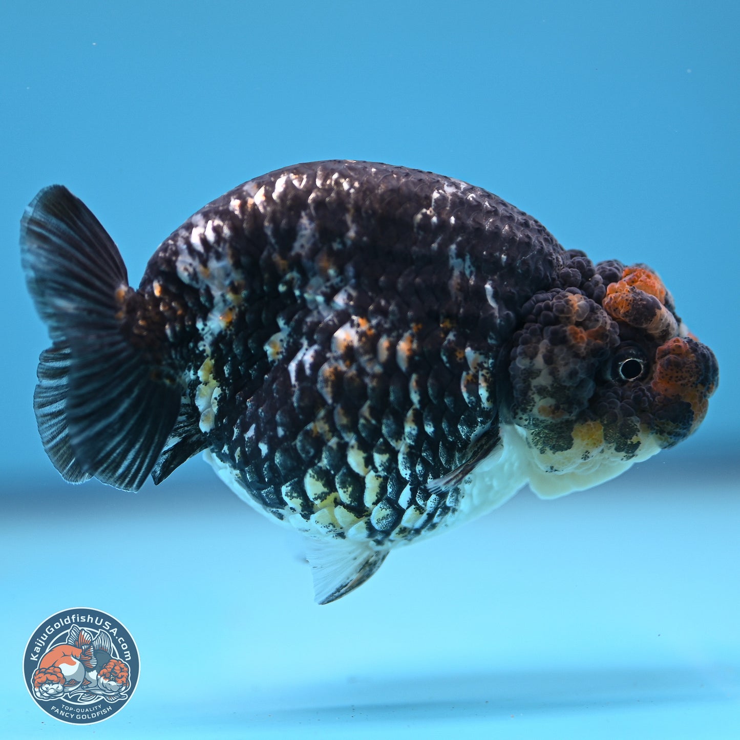 Tricolor Heavy Ink Tiger Ranchu 4 inches (241018_RC01) - Kaiju Goldfish USA