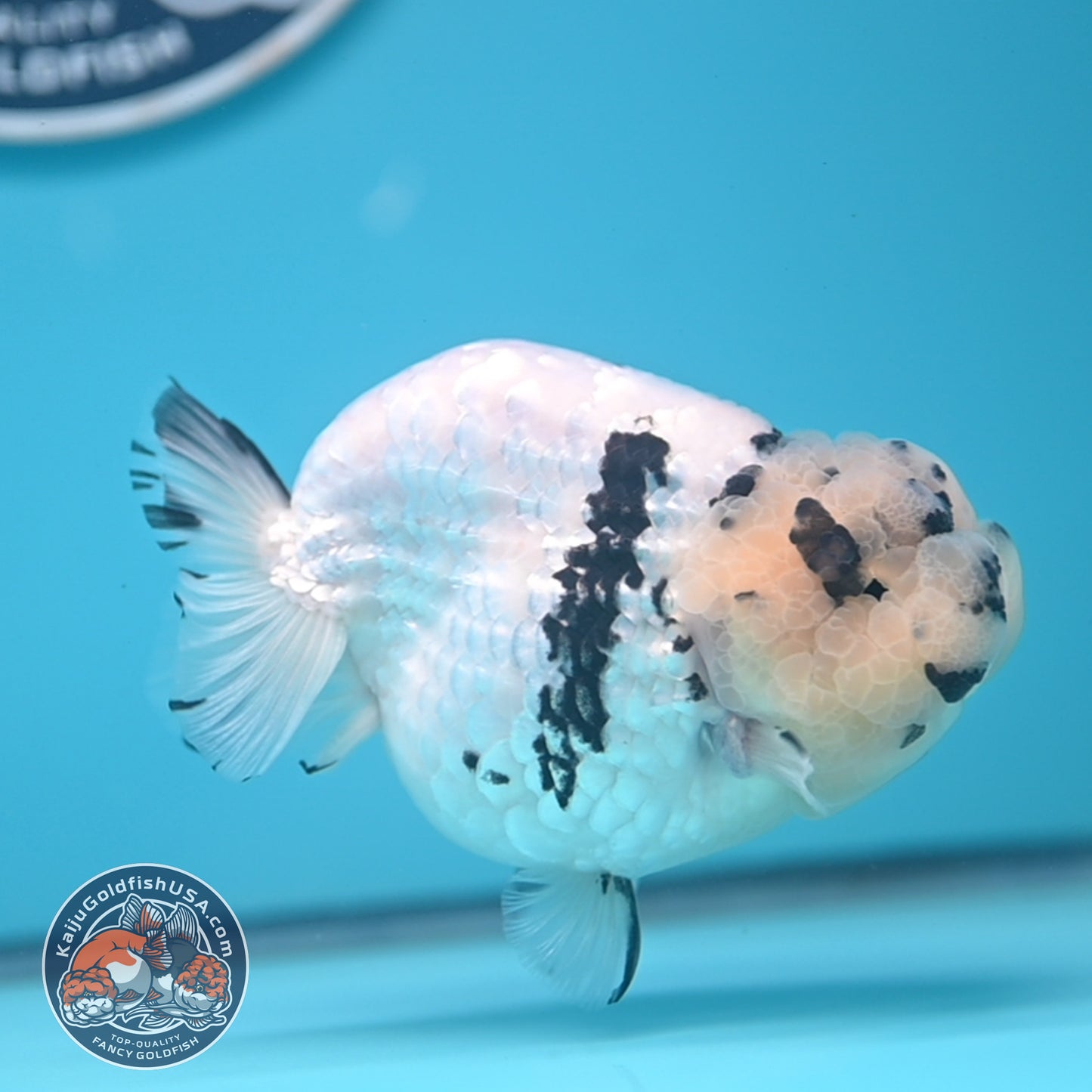 Panda Ranchu 4.25 inches Body (250530_RC01)