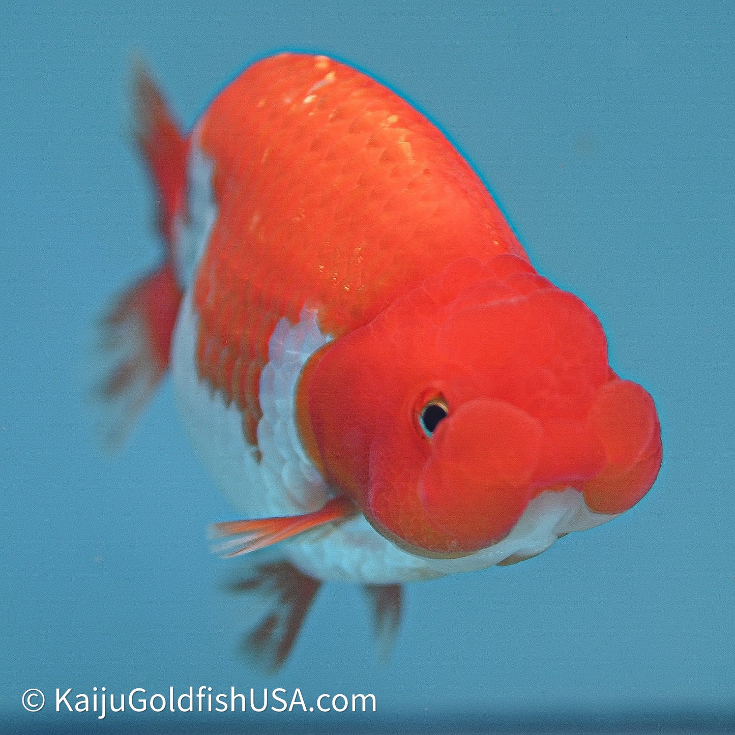 Red White Buffalo Ranchu 4in Body (240614_RC01) - Kaiju Goldfish USA