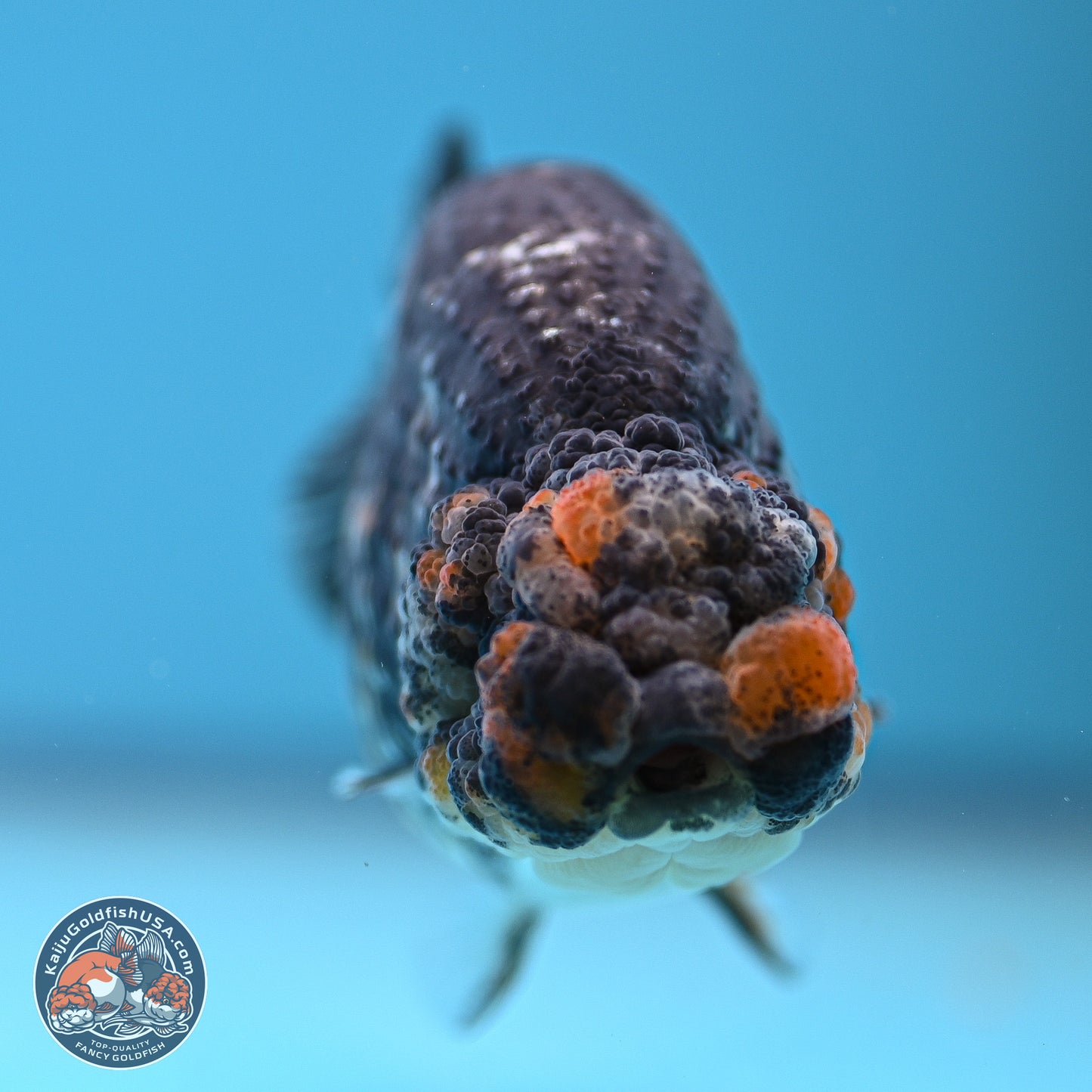 Tricolor Heavy Ink Tiger Ranchu 4 inches (241018_RC01) - Kaiju Goldfish USA