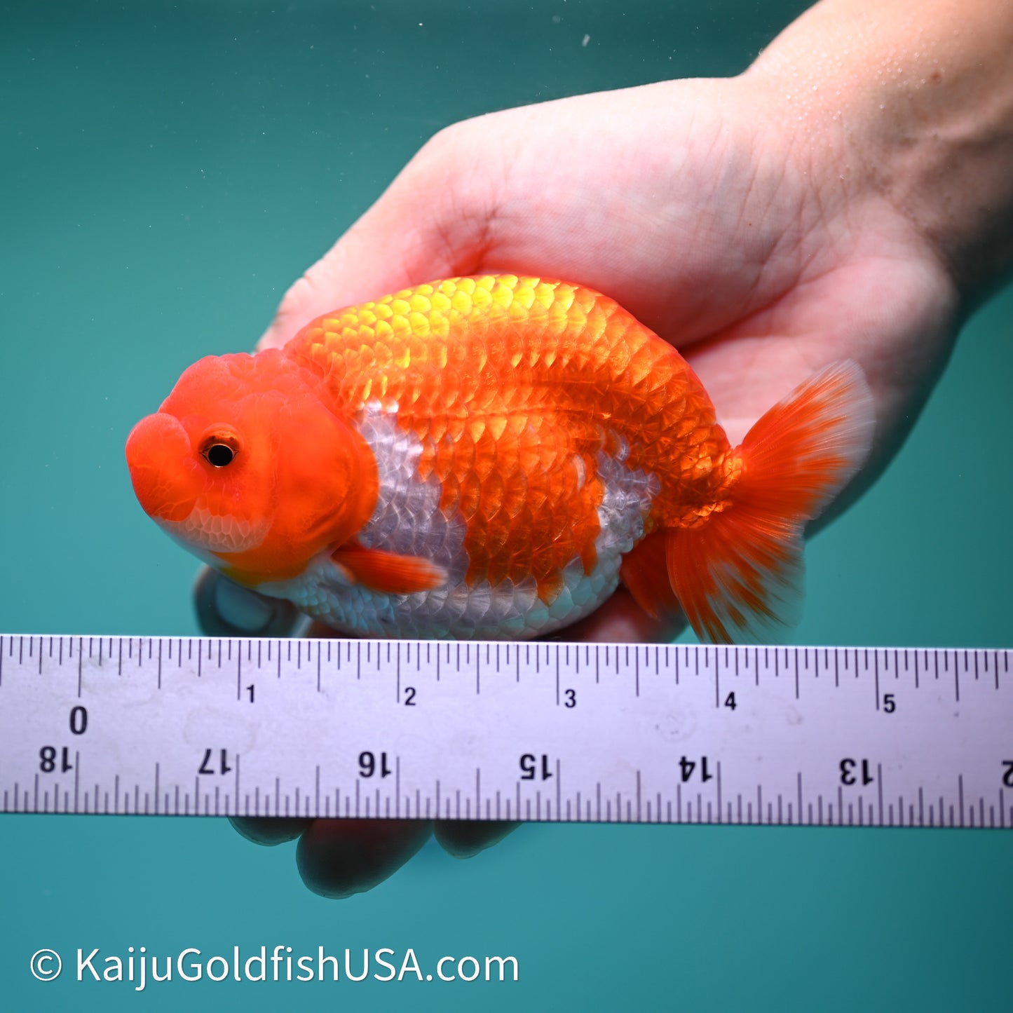 Red White Buffalo Ranchu 4in Body (240614_RC01) - Kaiju Goldfish USA