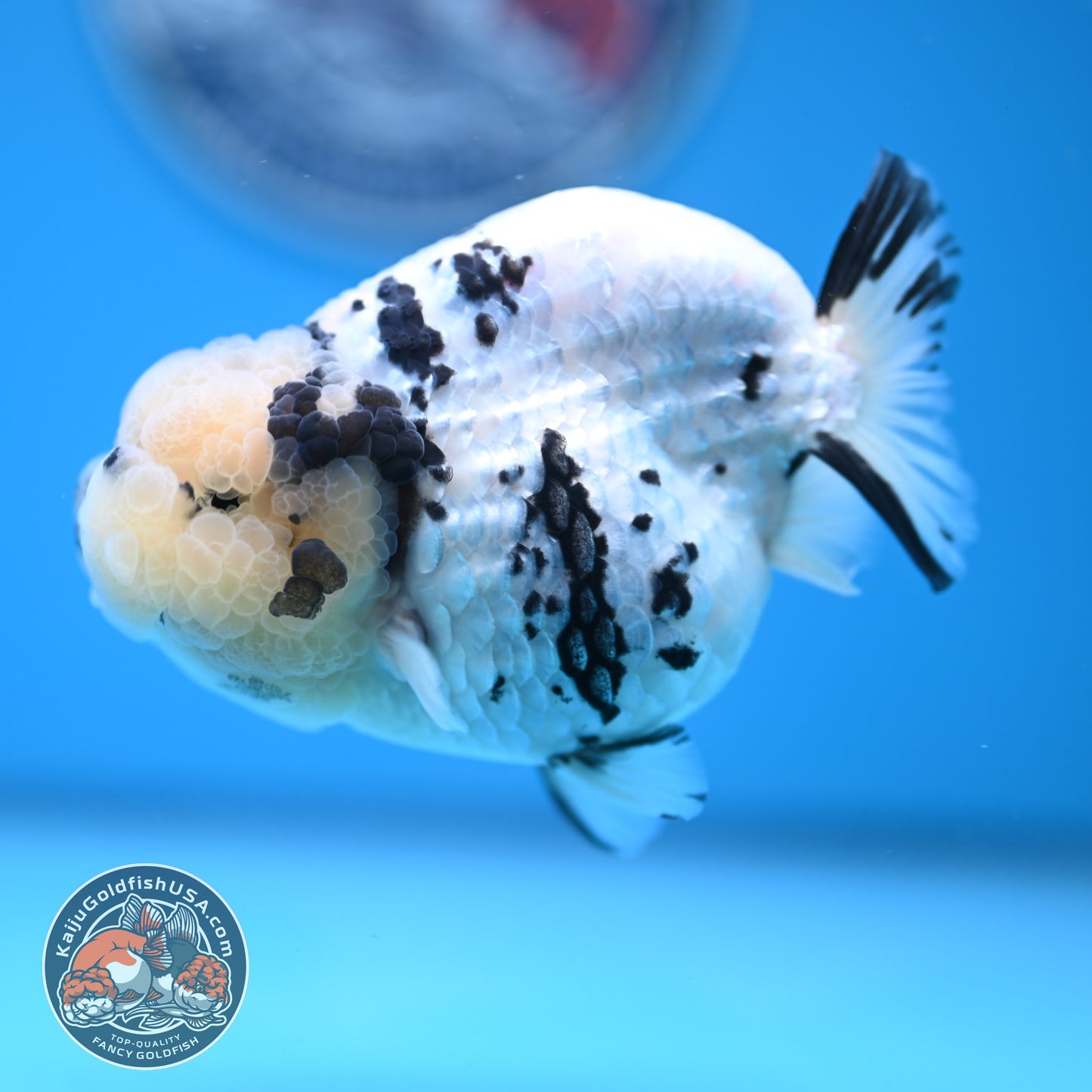 Panda Ranchu 4.25 inches Body (250530_RC01)