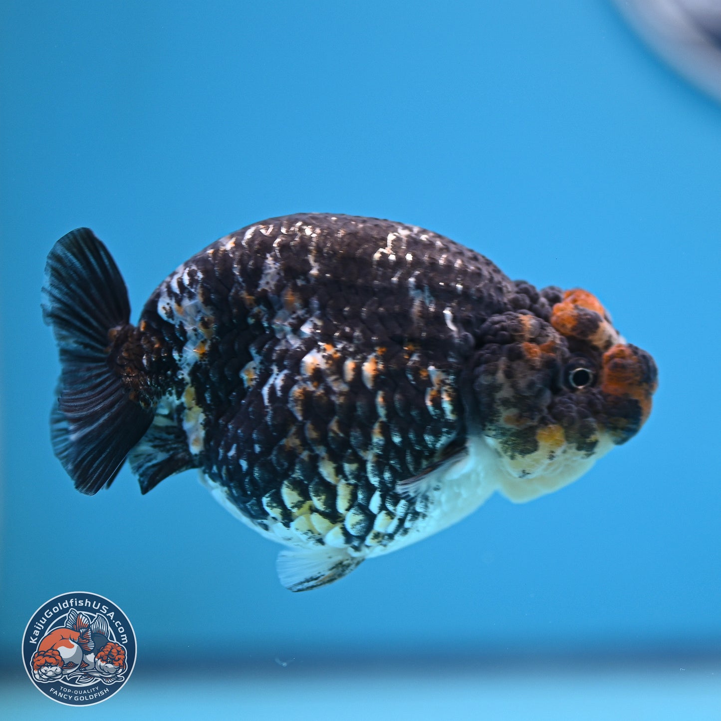 Tricolor Heavy Ink Tiger Ranchu 4 inches (241018_RC01) - Kaiju Goldfish USA