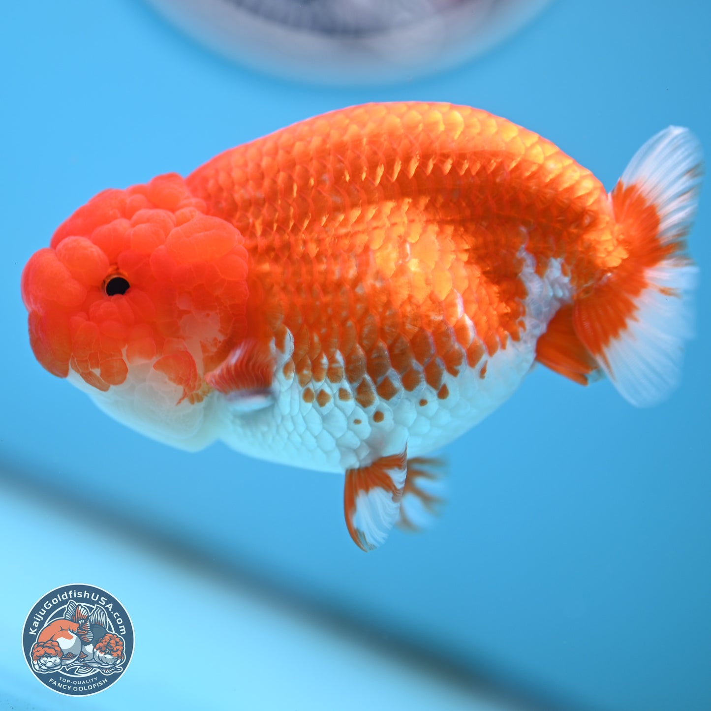 Red White Buffalo Ranchu 4.5 inches Body - Female (250404_RC01)