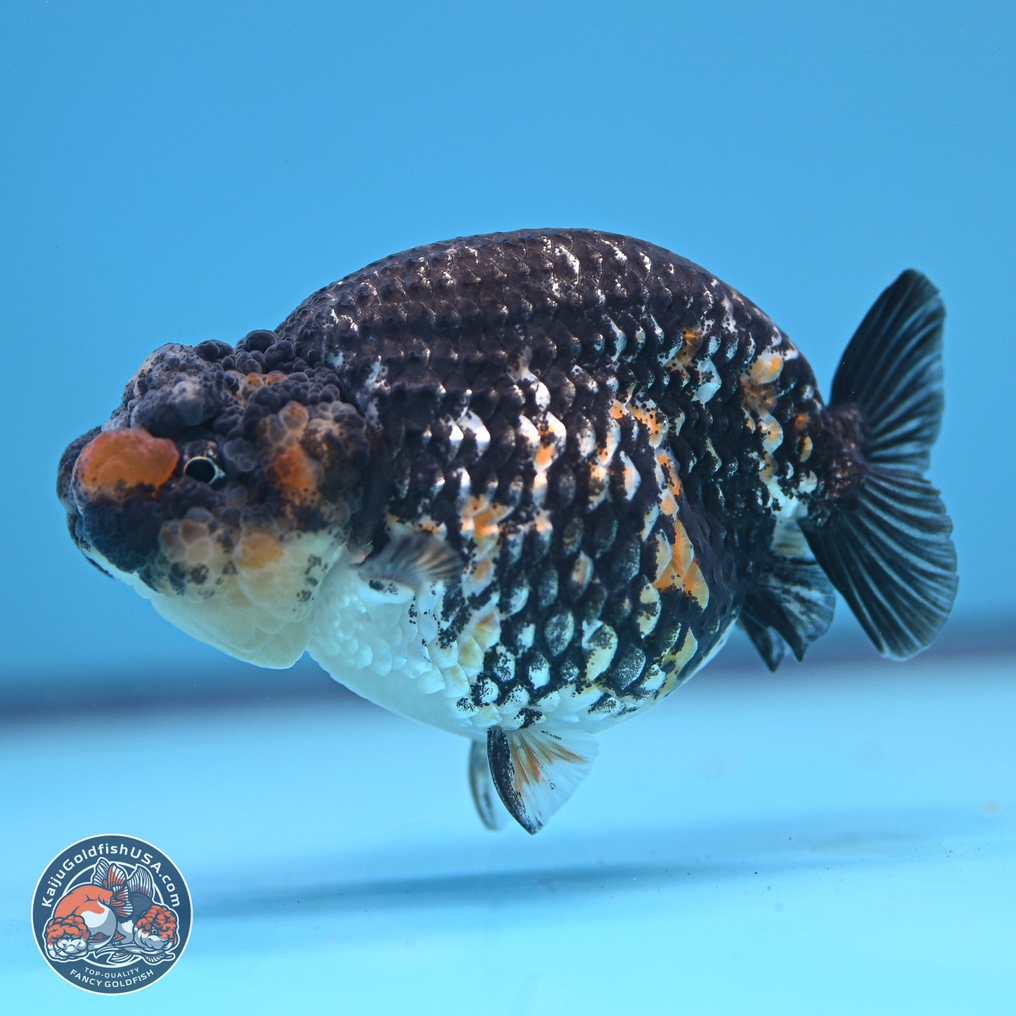 Tricolor Heavy Ink Tiger Ranchu 4 inches (241018_RC01) - Kaiju Goldfish USA