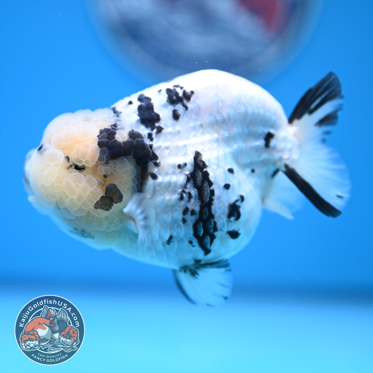 Panda Ranchu 4.25 inches Body (250530_RC01)