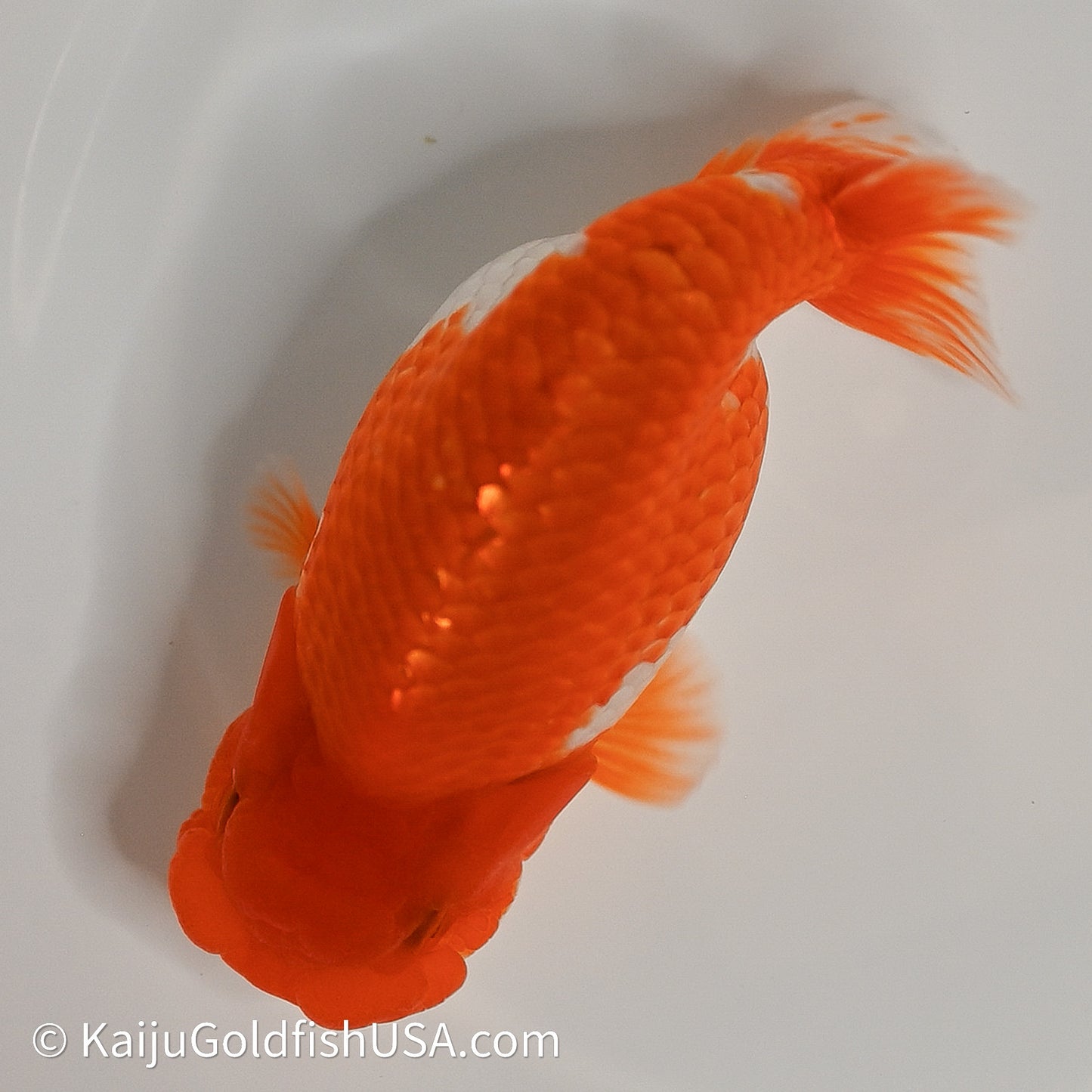 Red White Buffalo Ranchu 4in Body (240614_RC01) - Kaiju Goldfish USA