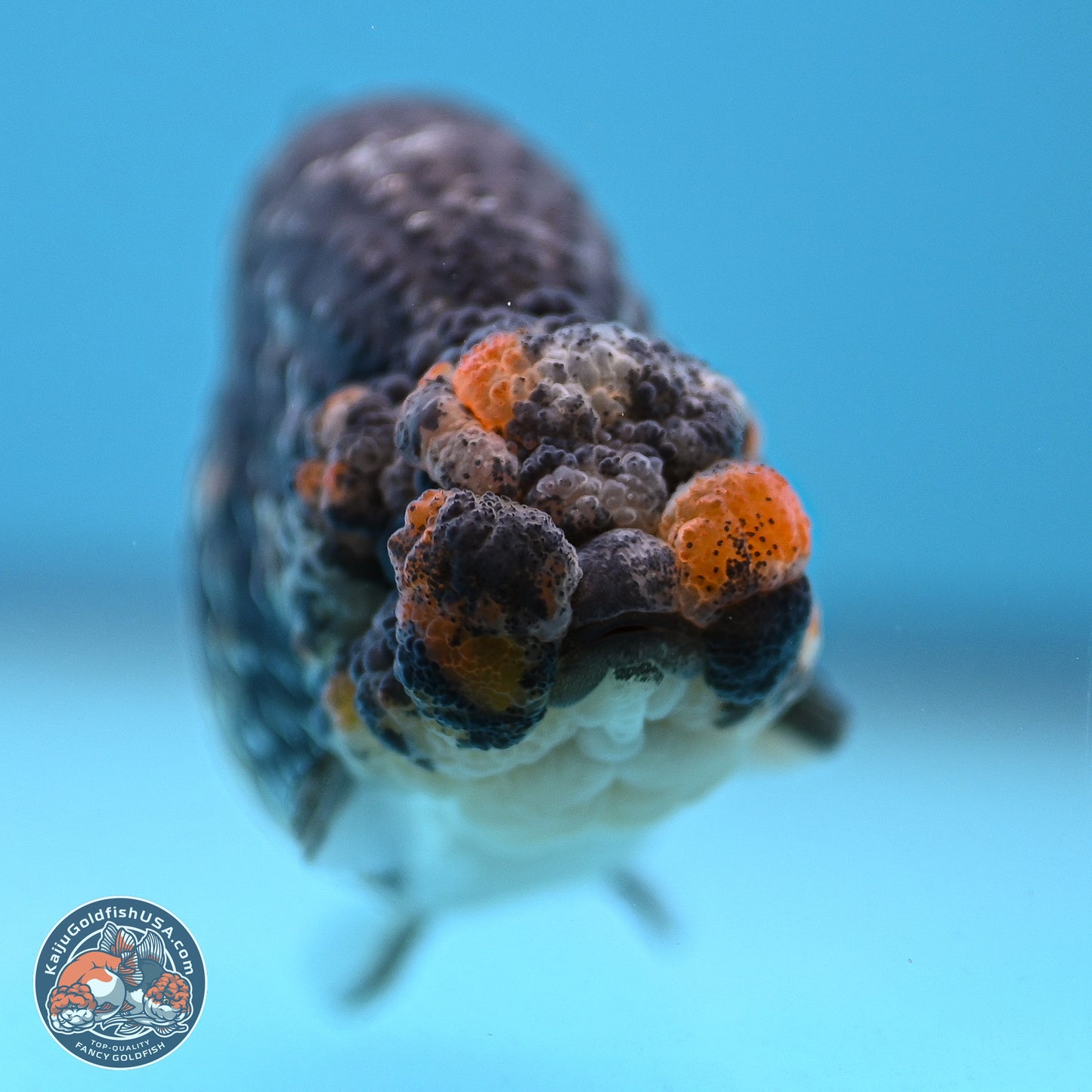 Tricolor Heavy Ink Tiger Ranchu 4 inches (241018_RC01) - Kaiju Goldfish USA