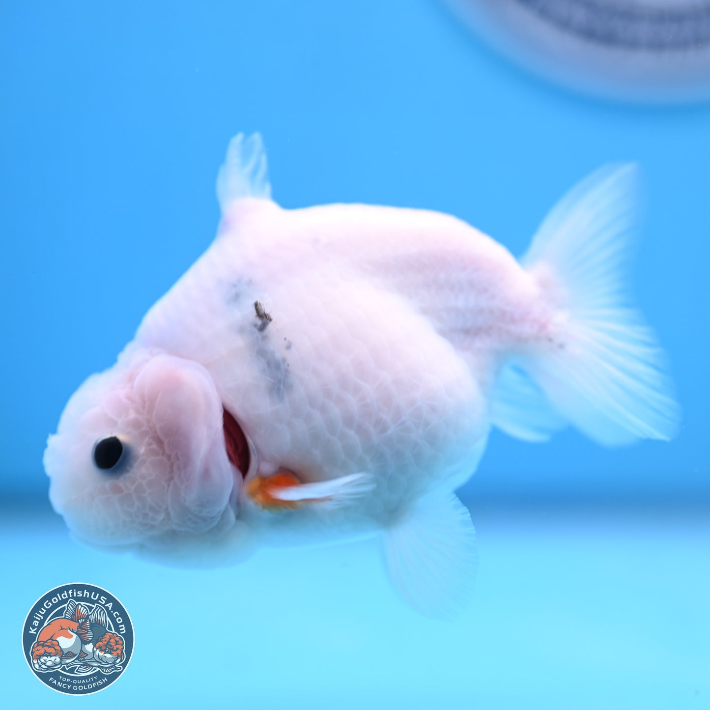 Shark Fin Ranchu 3.5 inches(240802_RC01) - Kaiju Goldfish USA