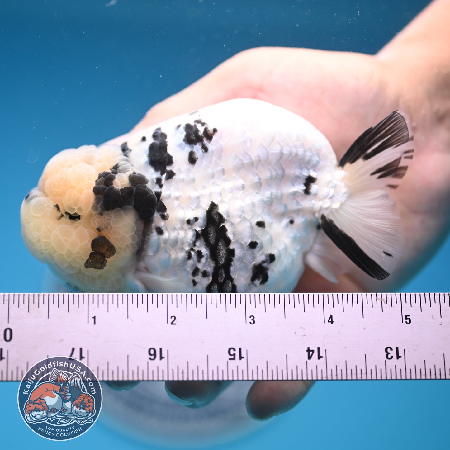 Panda Ranchu 4.25 inches Body (250530_RC01)