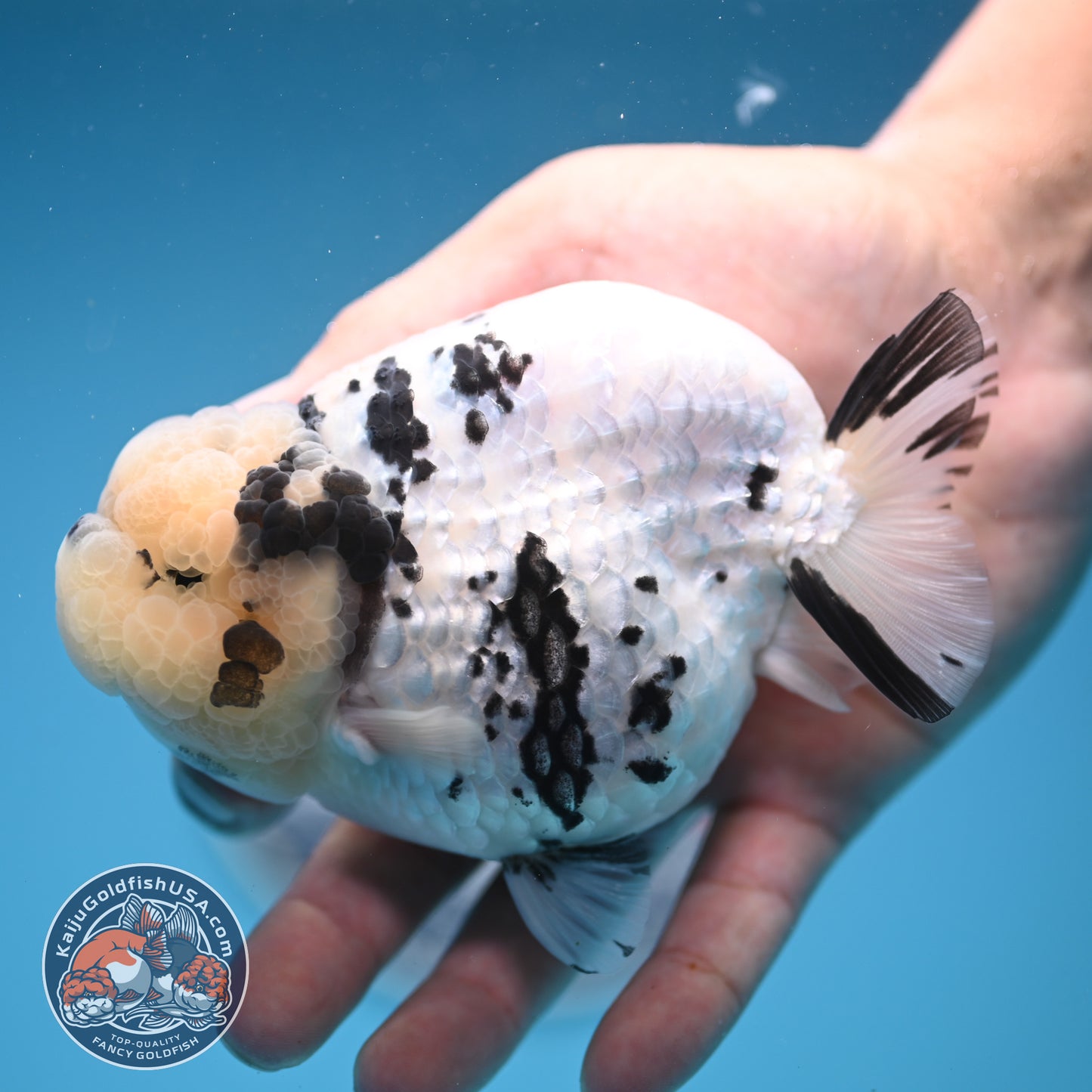 Panda Ranchu 4.25 inches Body (250530_RC01)