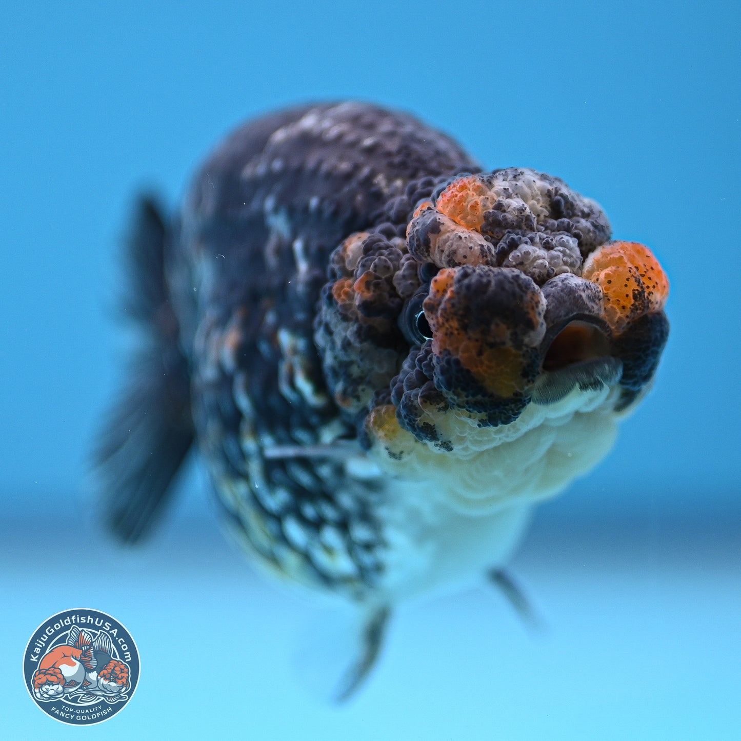 Tricolor Heavy Ink Tiger Ranchu 4 inches (241018_RC01) - Kaiju Goldfish USA