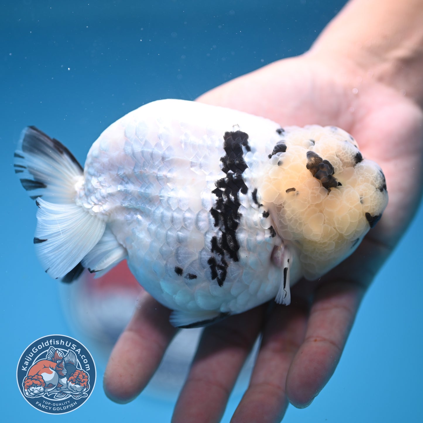 Panda Ranchu 4.25 inches Body (250530_RC01)