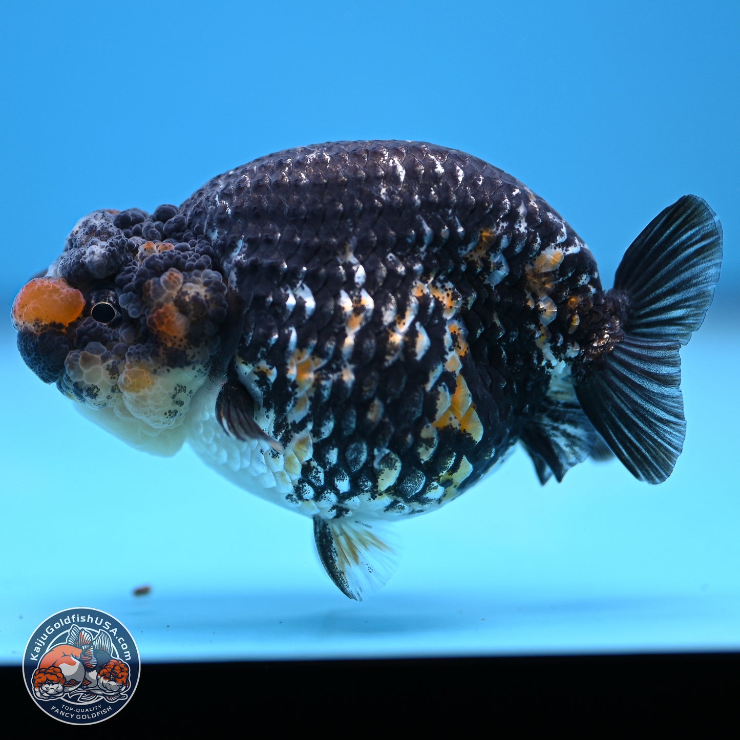 Tricolor Heavy Ink Tiger Ranchu 4 inches (241018_RC01) - Kaiju Goldfish USA