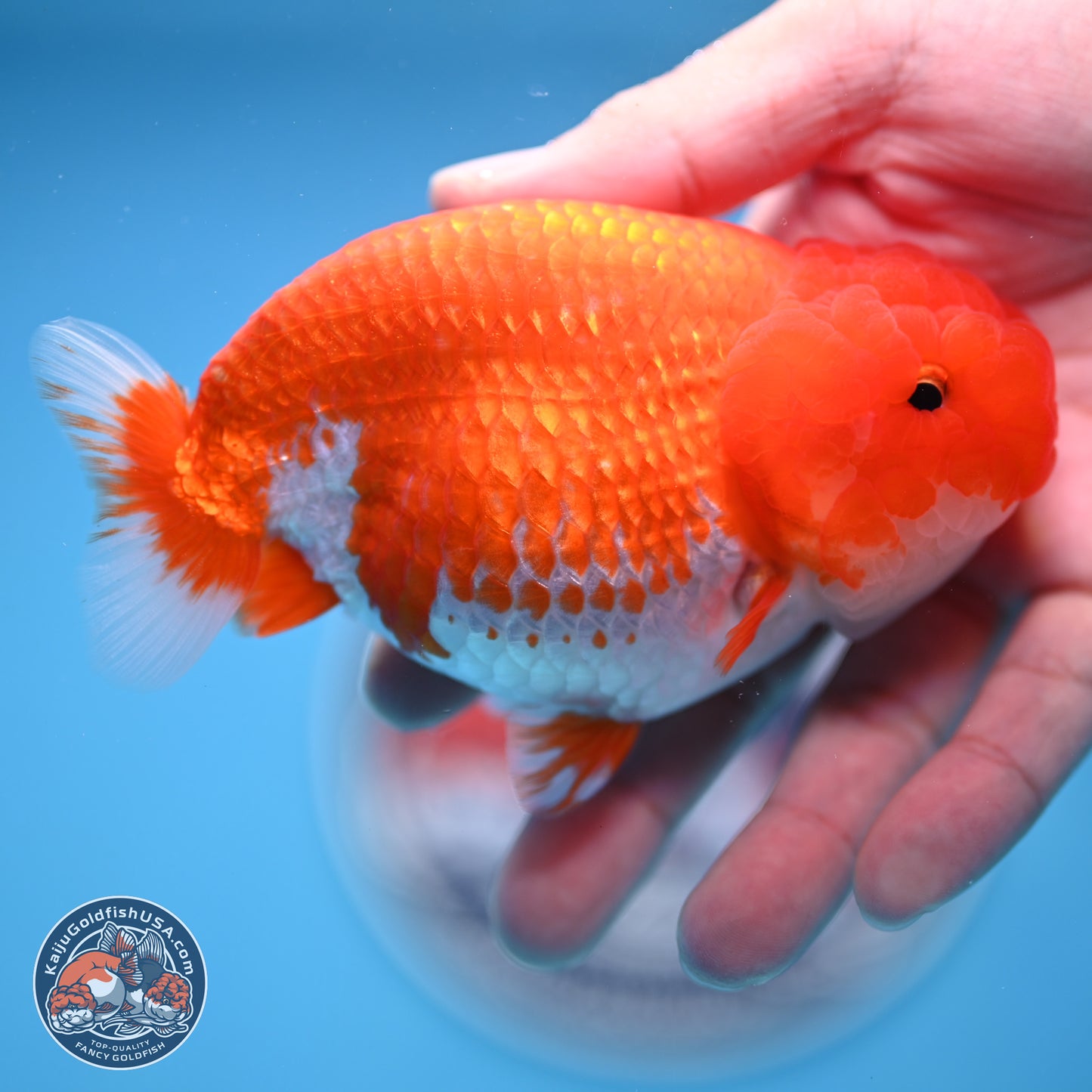 Red White Buffalo Ranchu 4.5 inches Body - Female (250404_RC01)