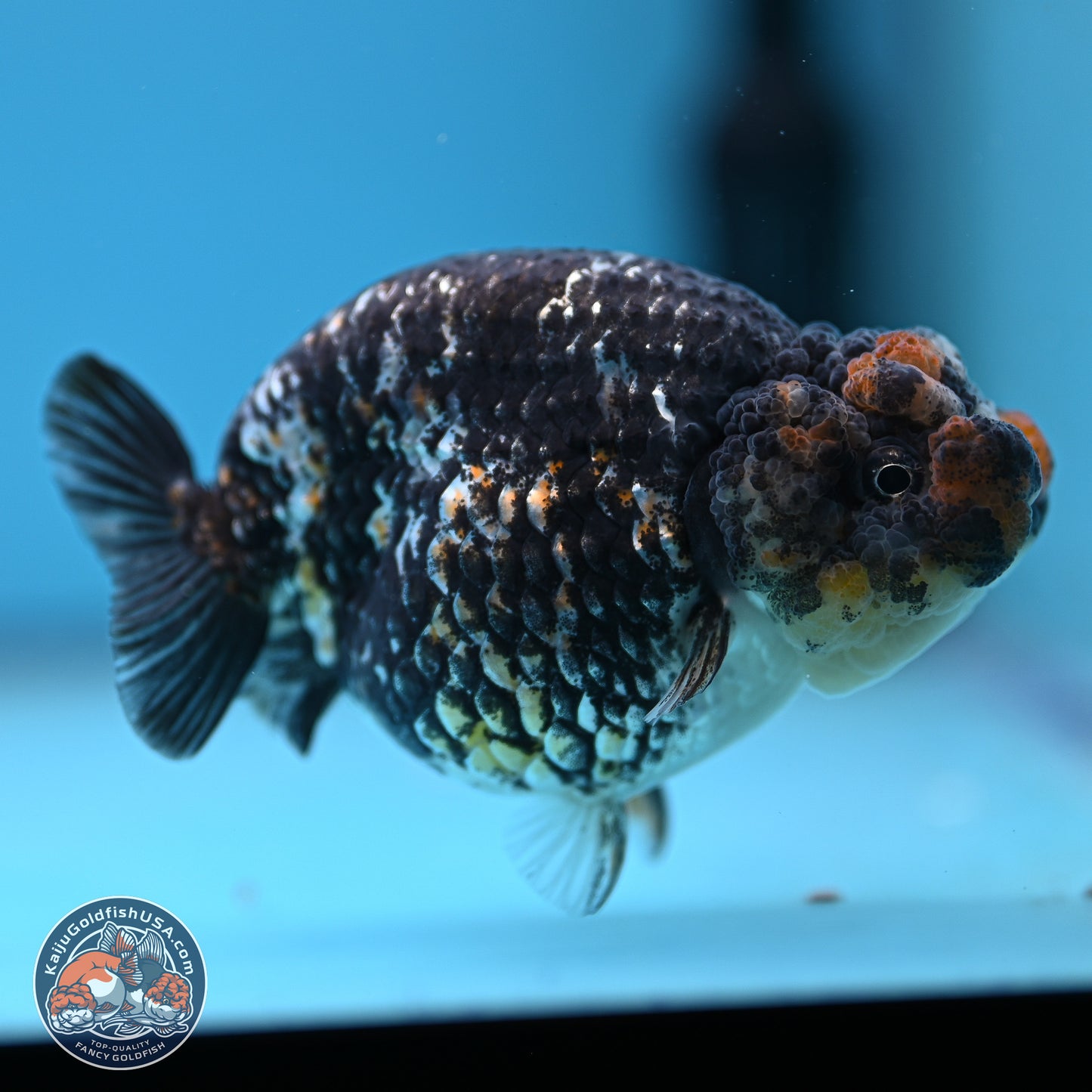 Tricolor Heavy Ink Tiger Ranchu 4 inches (241018_RC01) - Kaiju Goldfish USA
