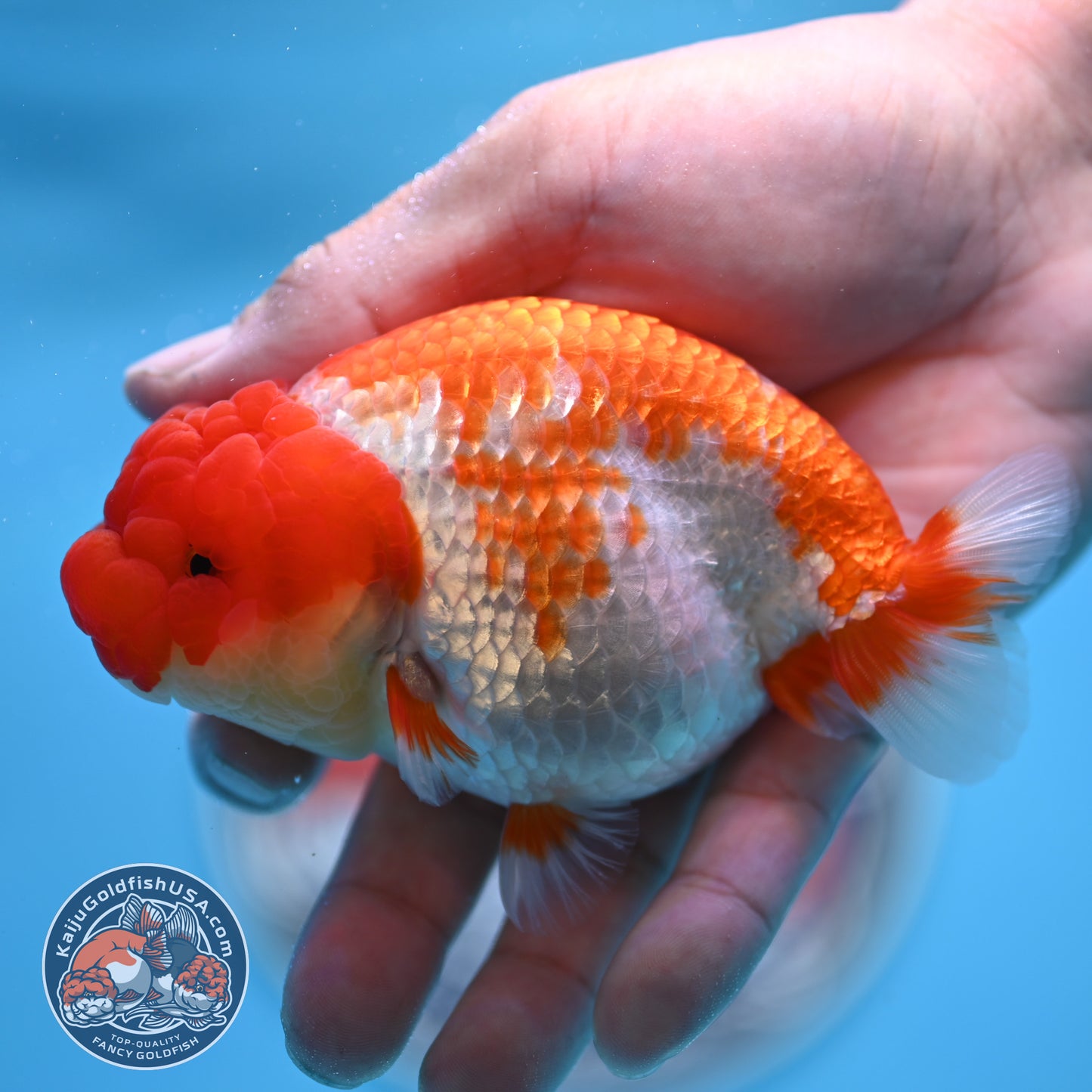 Red White Buffalo Ranchu 4 inches Body (250516_RC01)