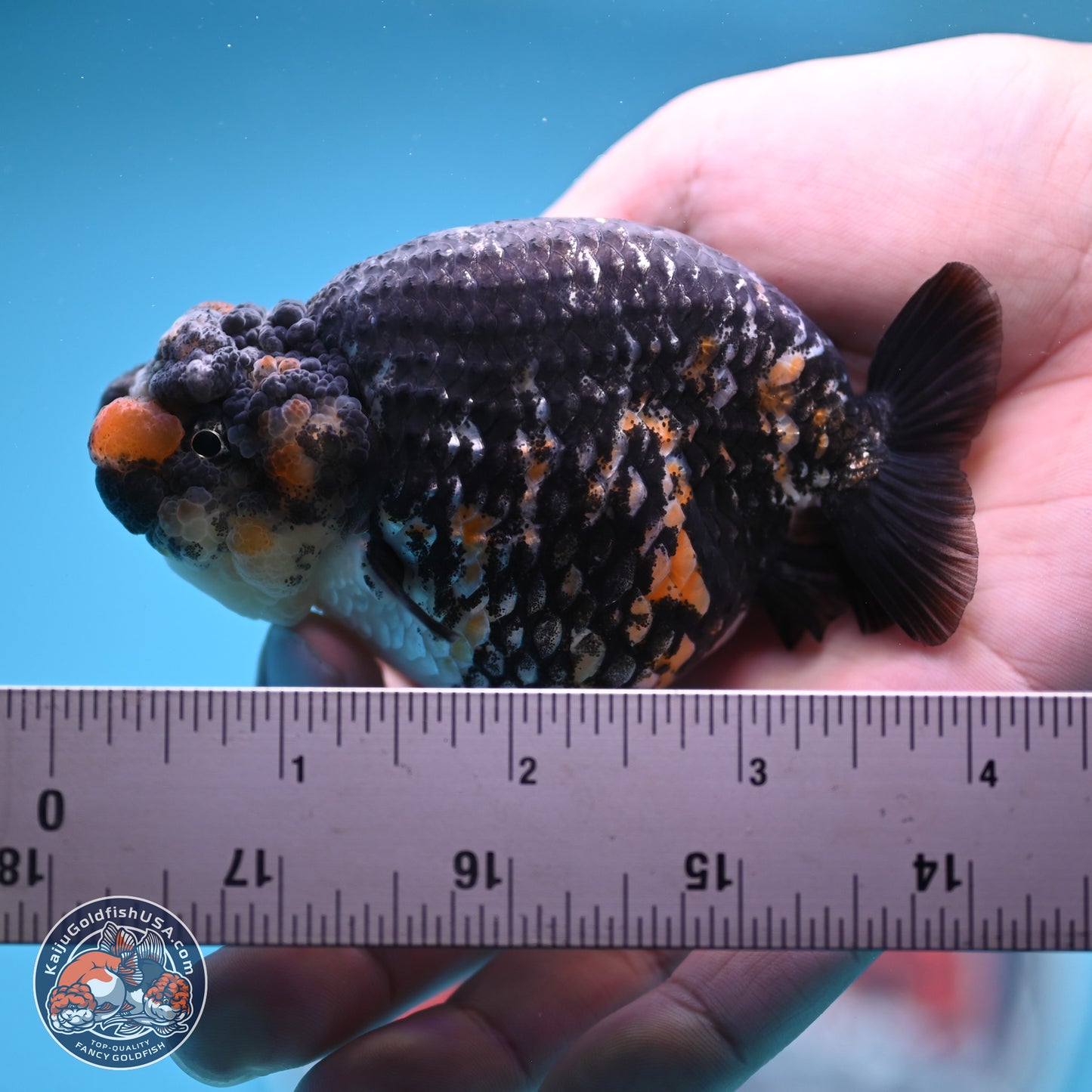 Tricolor Heavy Ink Tiger Ranchu 4 inches (241018_RC01) - Kaiju Goldfish USA
