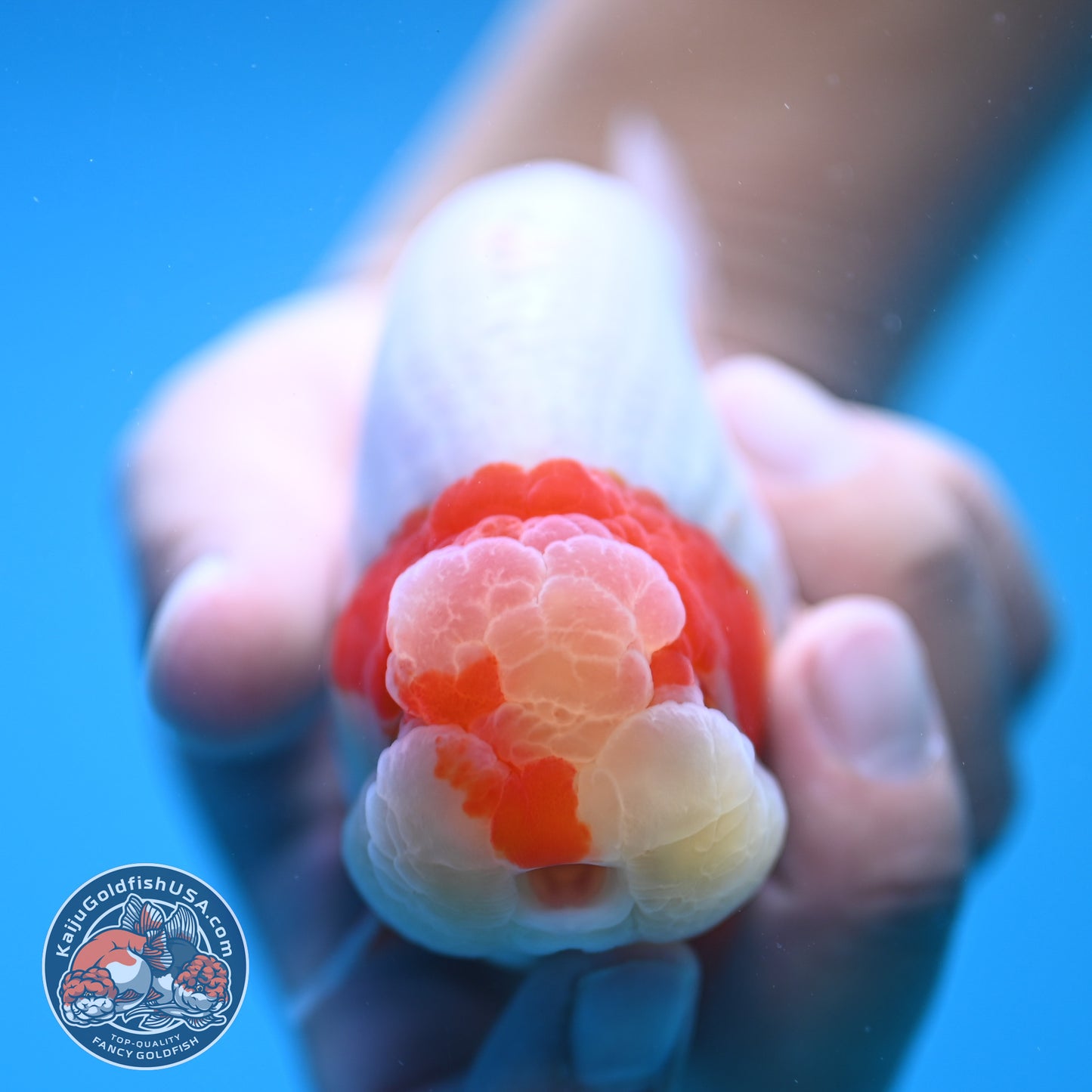 Red White Buffalo Ranchu 4 inch Body (250815_RC01)