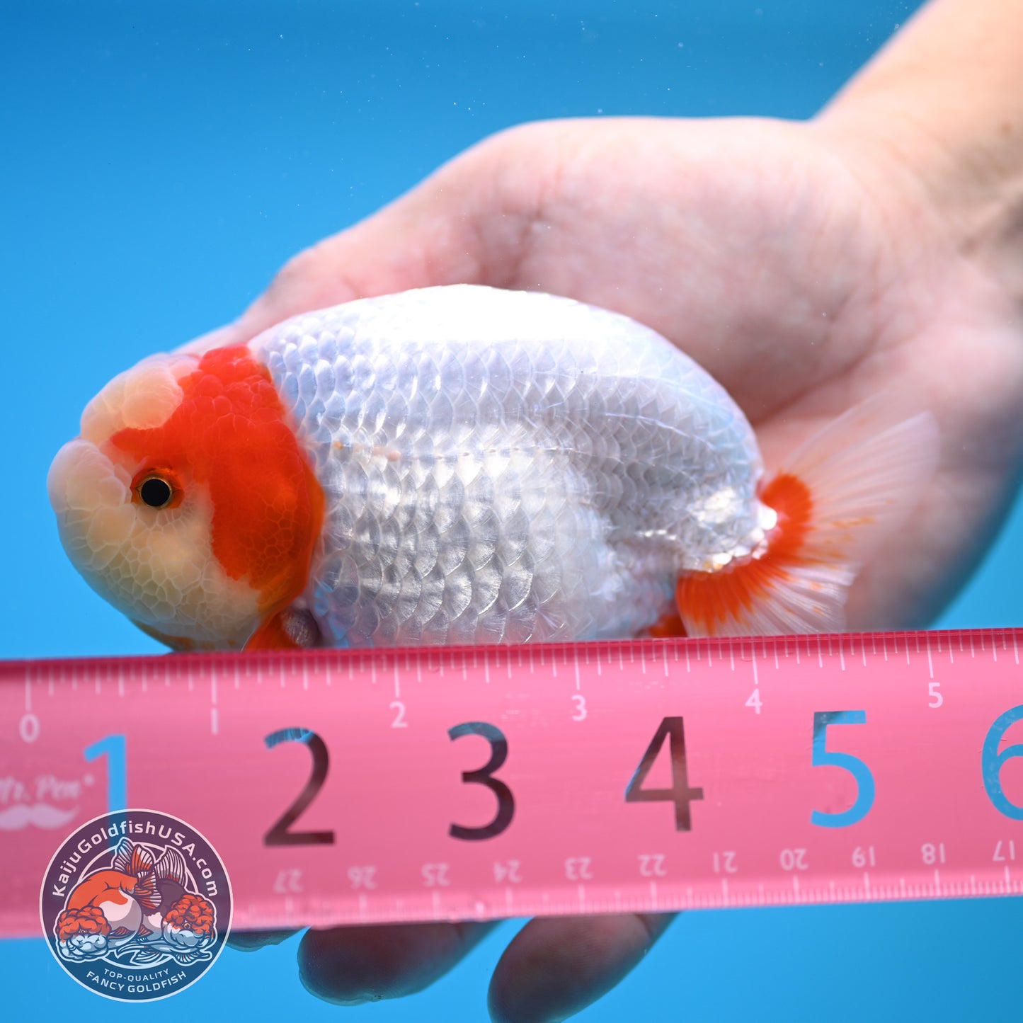 Red White Buffalo Ranchu 4 inch Body (250815_RC01)