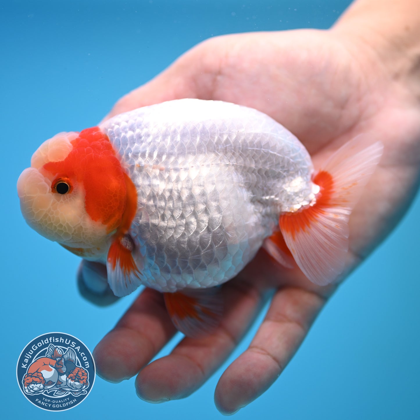 Red White Buffalo Ranchu 4 inch Body (250815_RC01)