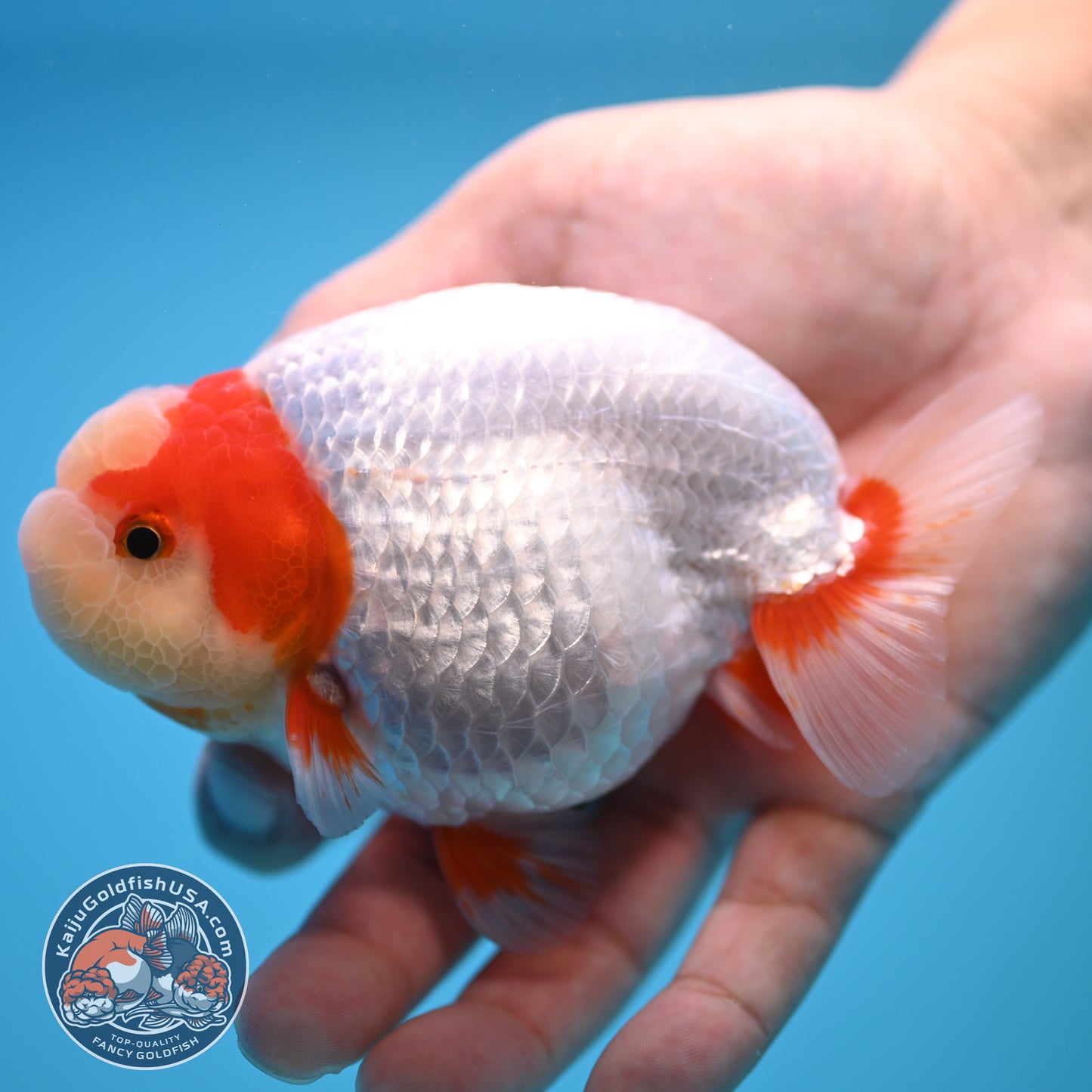 Red White Buffalo Ranchu 4 inch Body (250815_RC01)