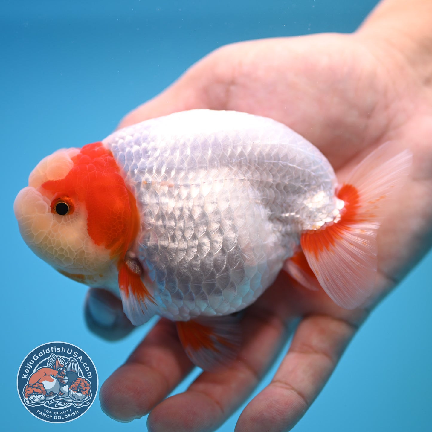 Red White Buffalo Ranchu 4 inch Body (250815_RC01)